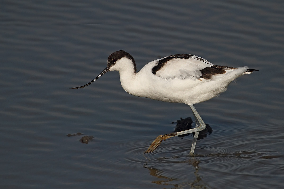 avocet