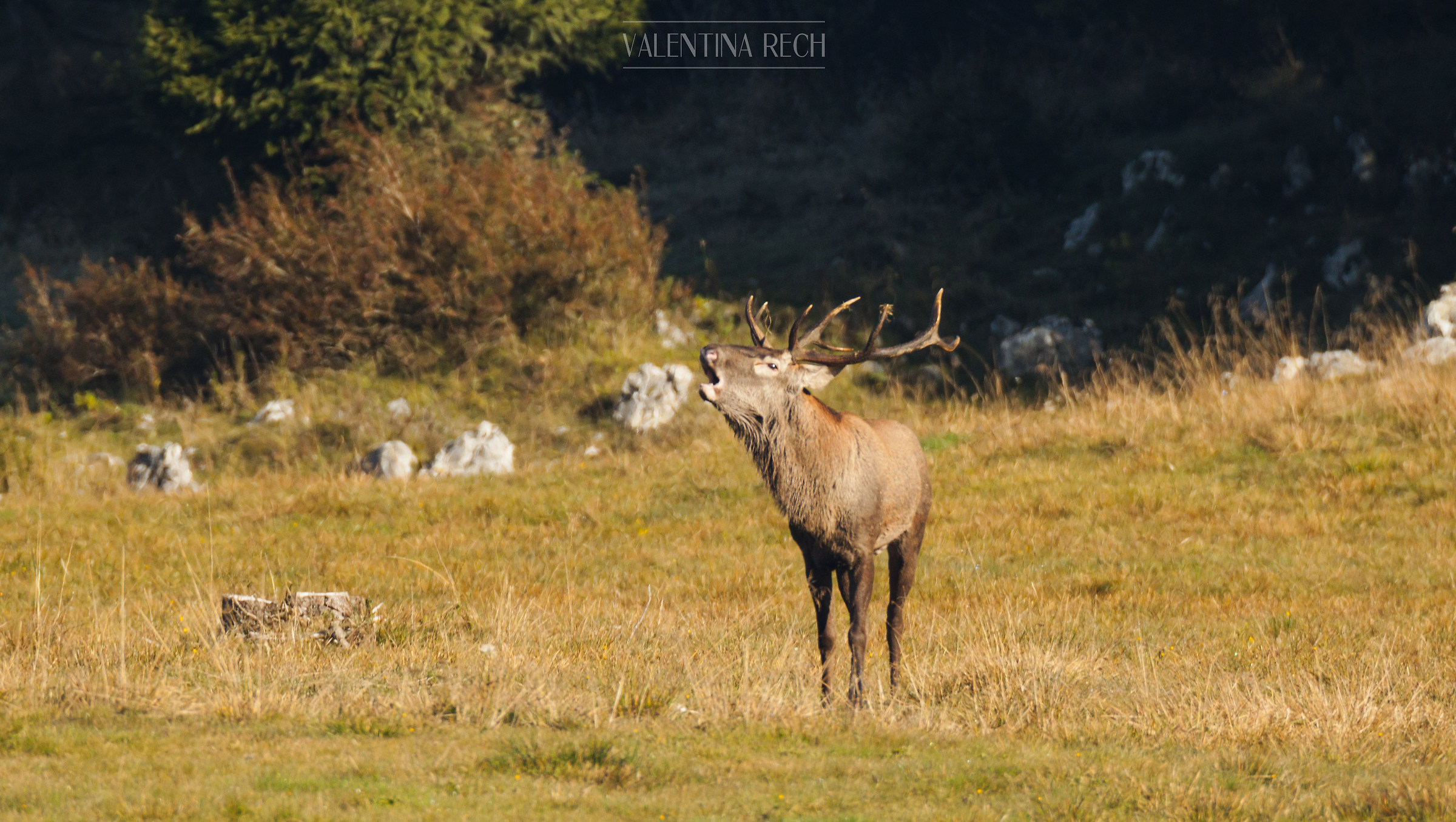 The roar of the deer