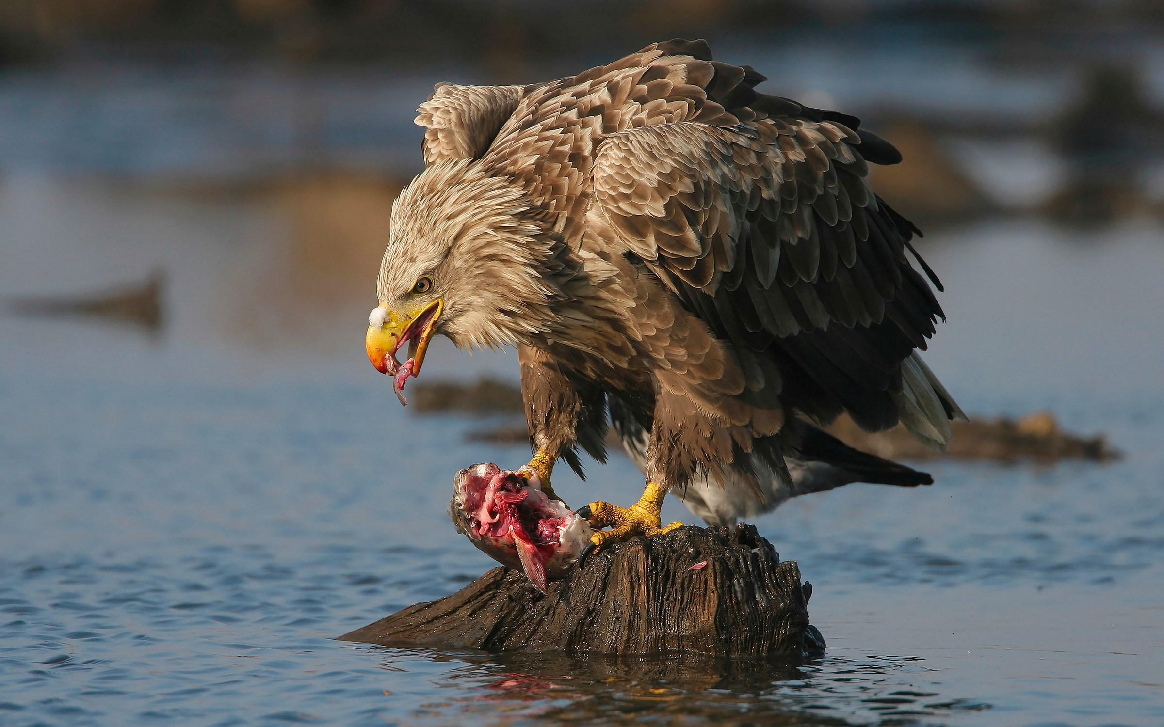 White-tailed Eagle (Haliaeetus albicilla)