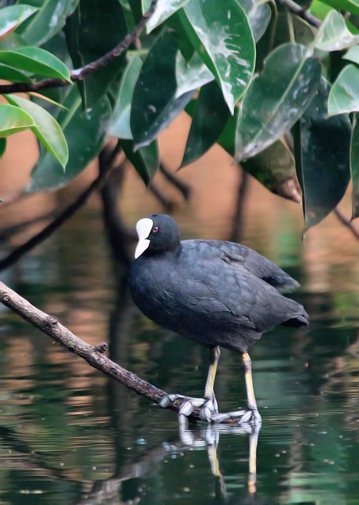 Coot at rest....