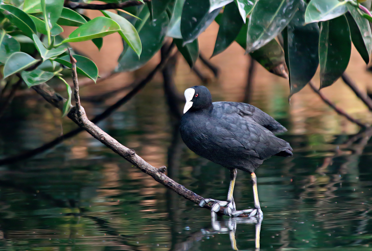 Coot at Rest....another composition....