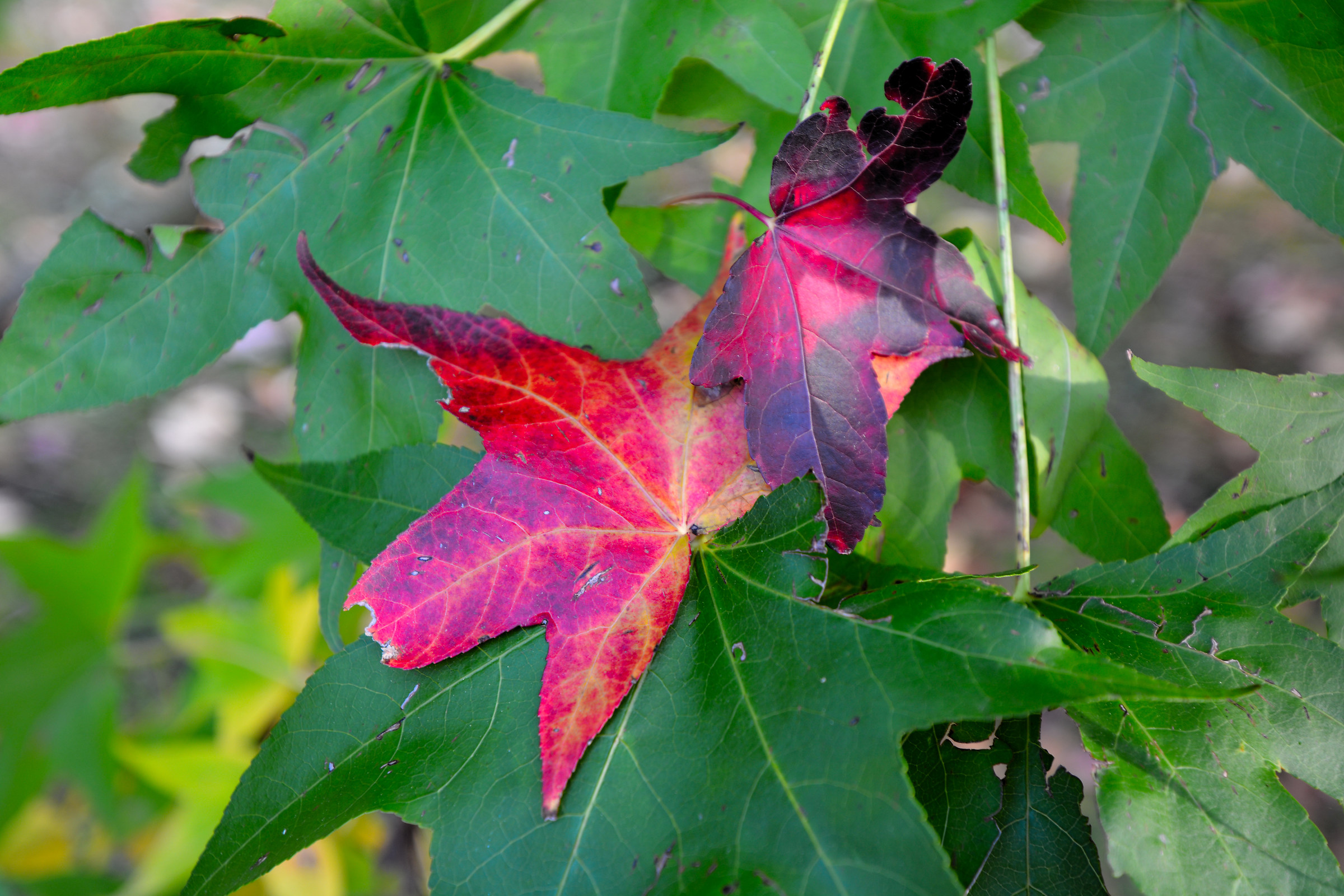 L'autunno nel mio giardino