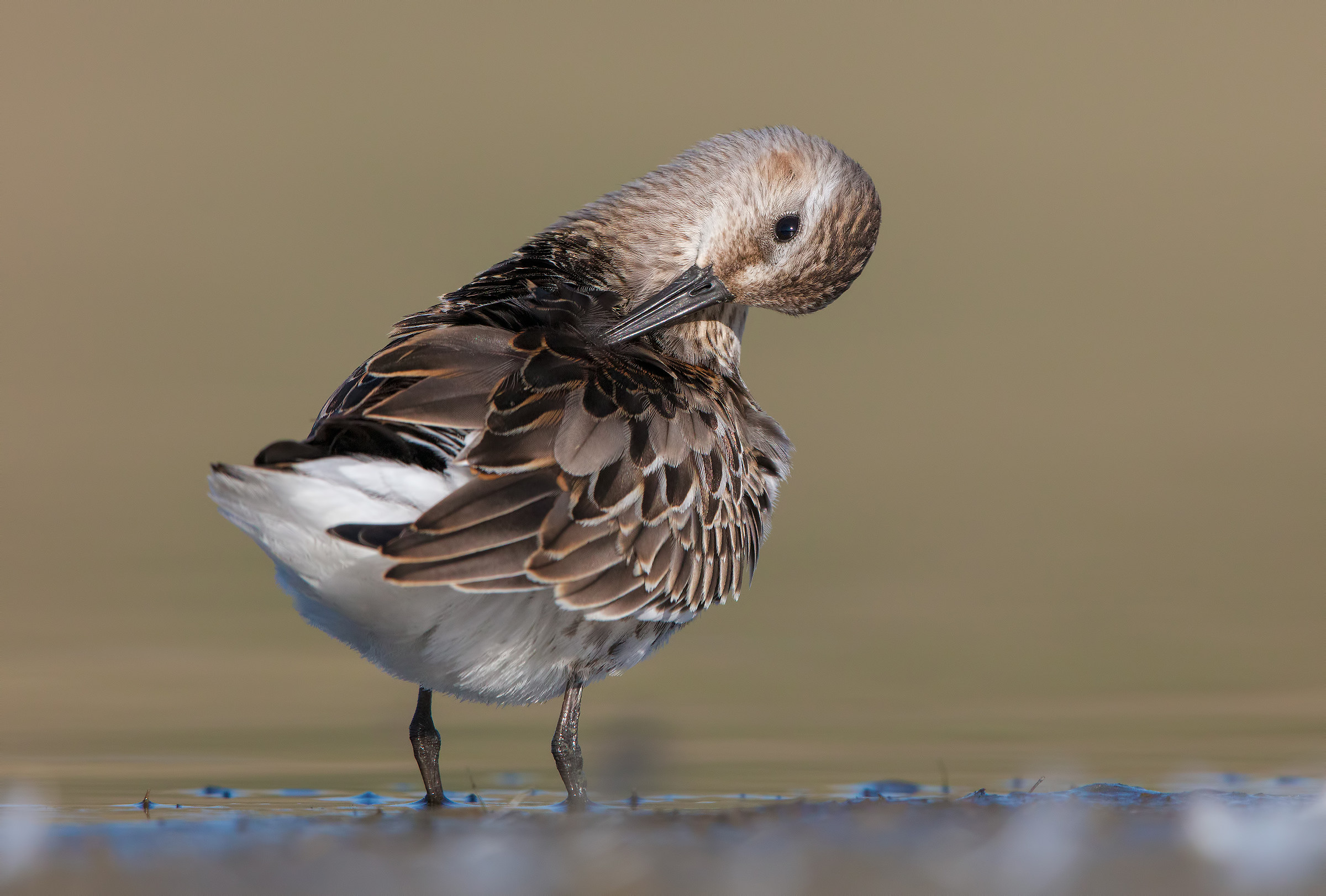 Piovanello pancianera