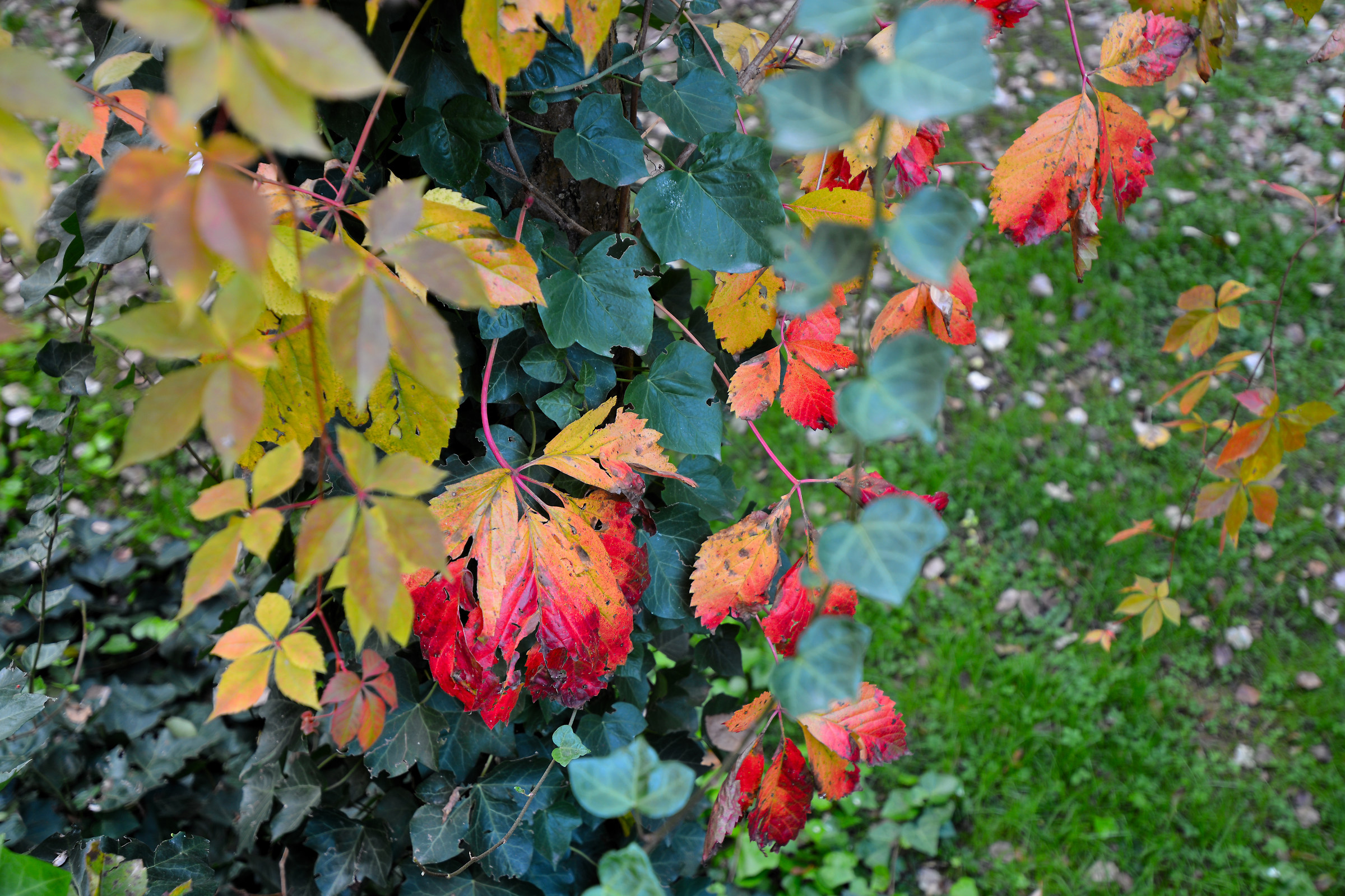 L'autunno nel mio giardino