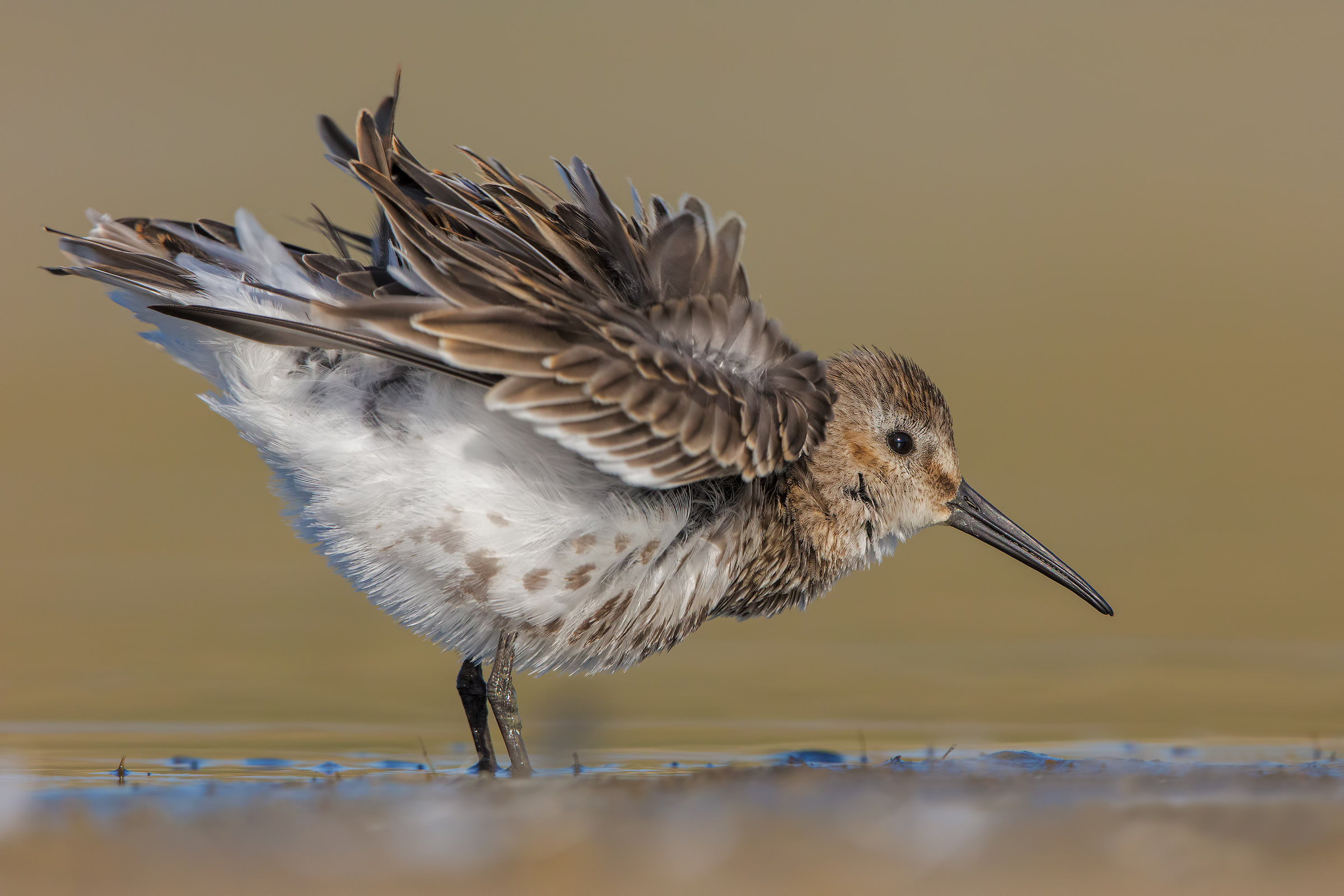 dunlin