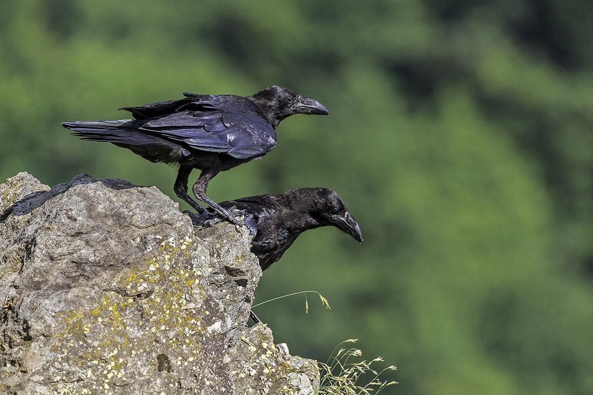 ravens