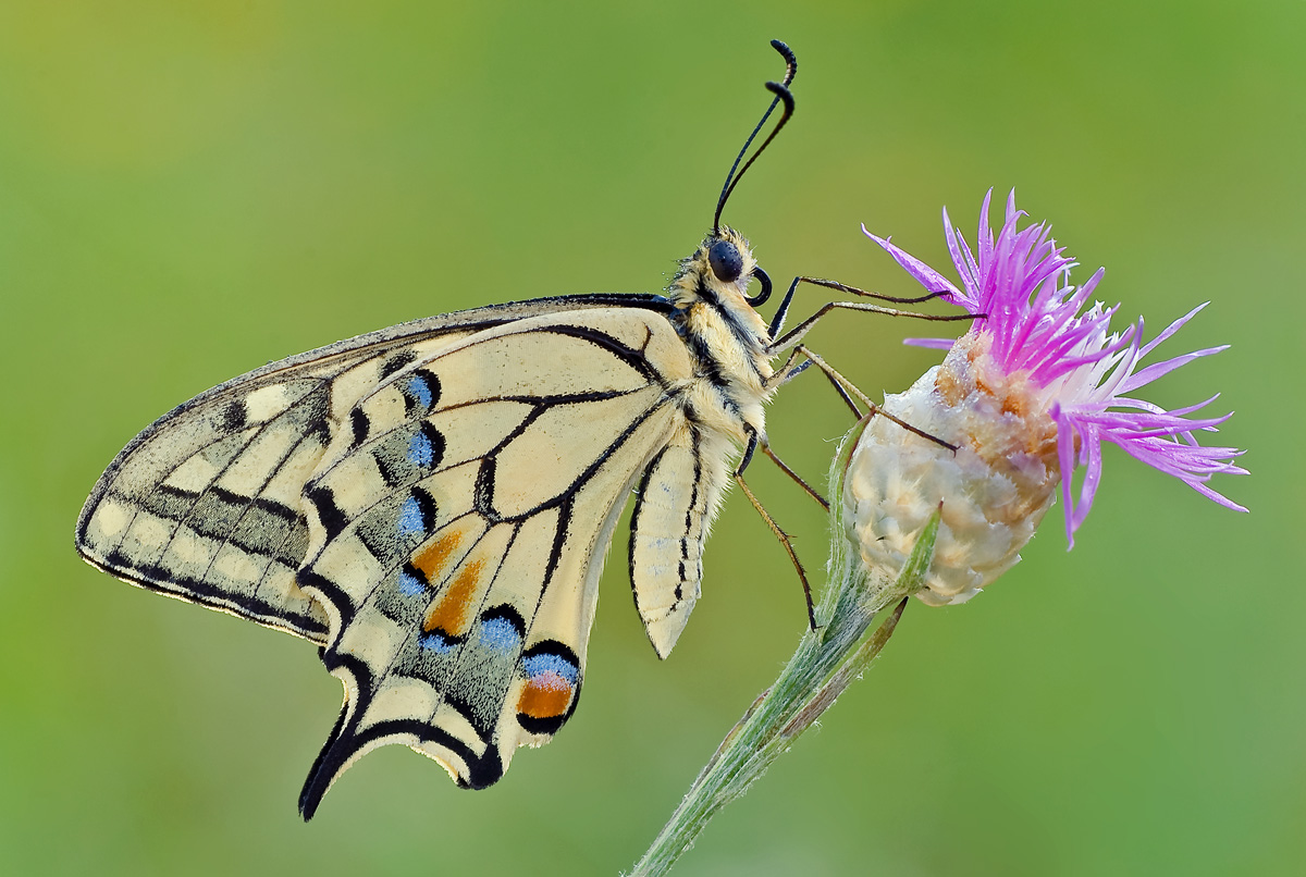 The profile of the king
