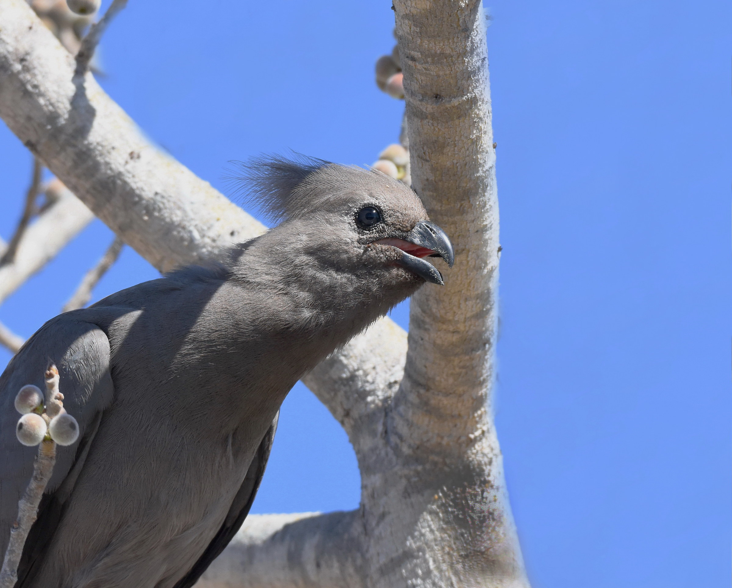 Grey-Go-Away Bird (Lourie) Corythaixoides concolor