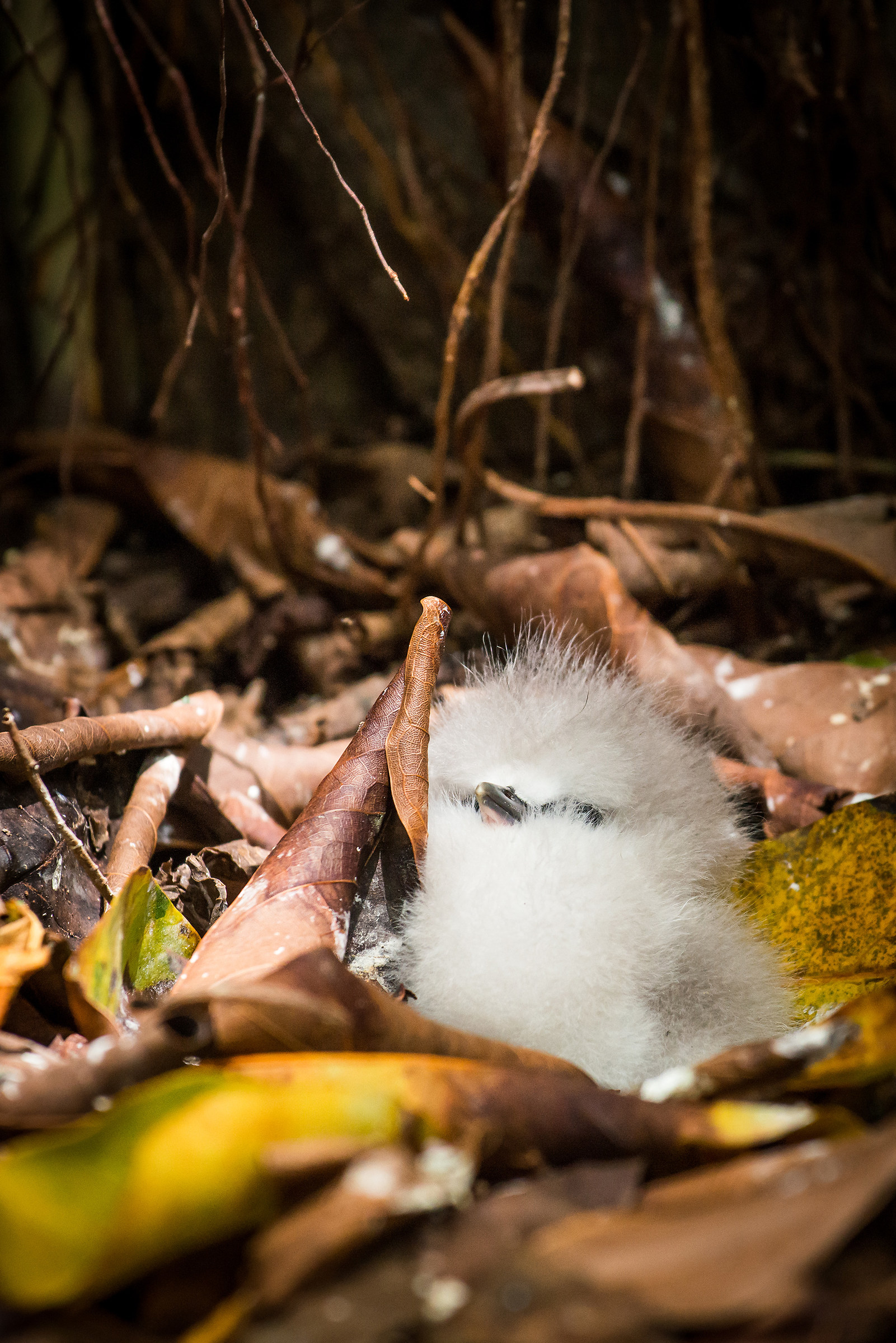 Phaeton Codalunga chick