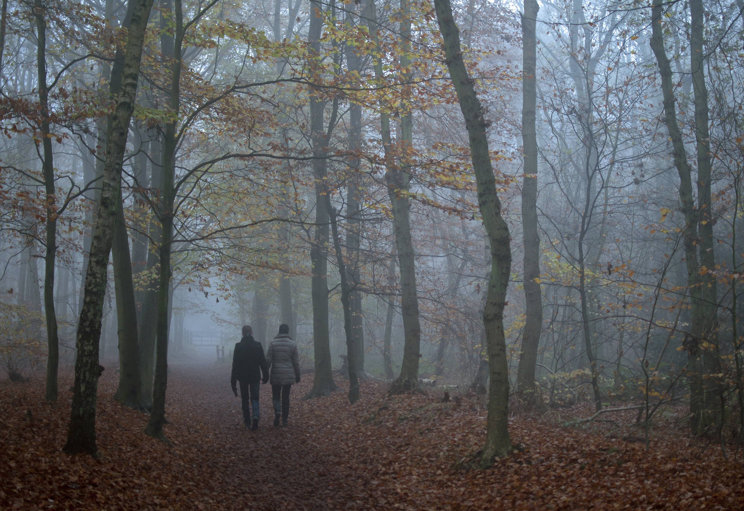 Percorrendone un bosco umido