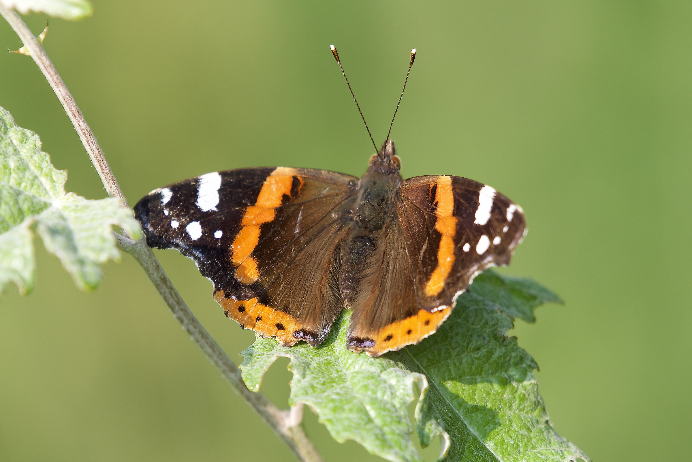 vanessa atalanta