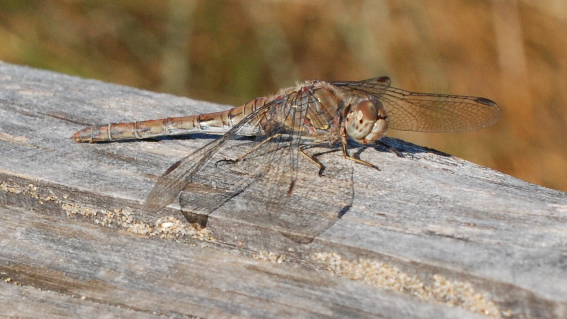 Dragonfly on the beach