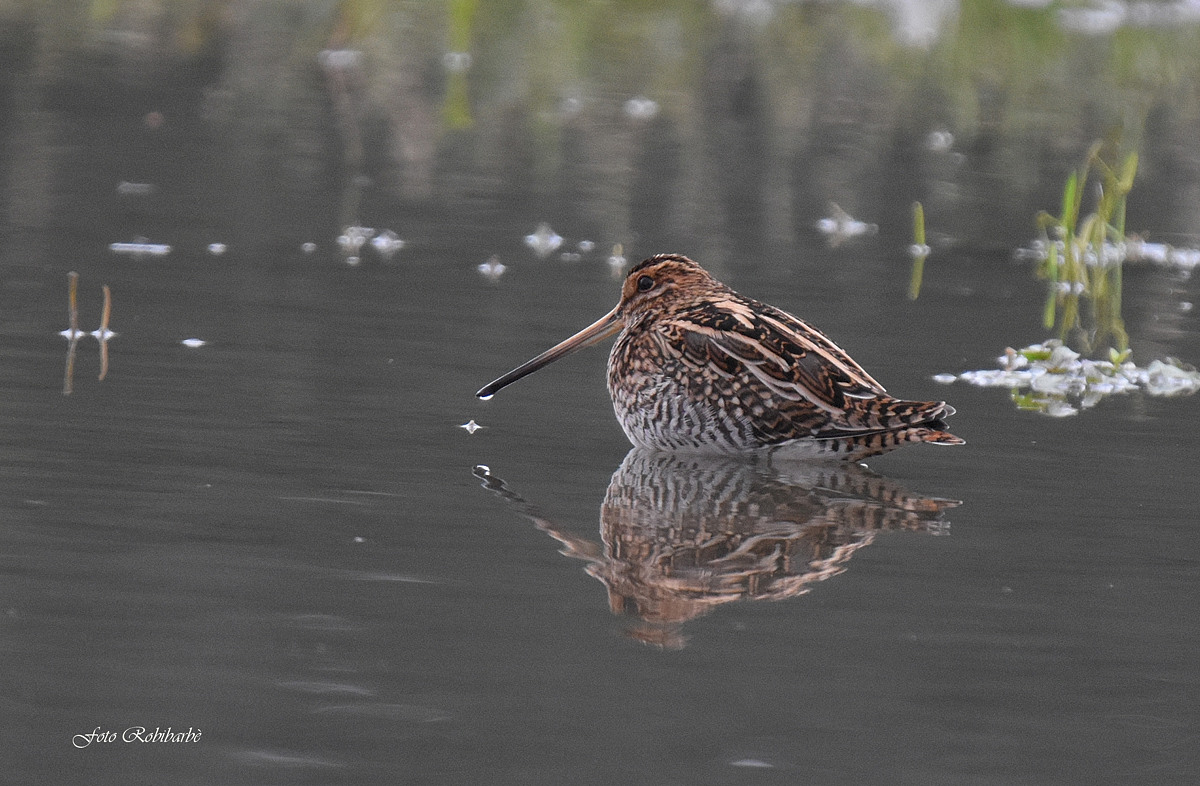 Beccaccino riflesso...