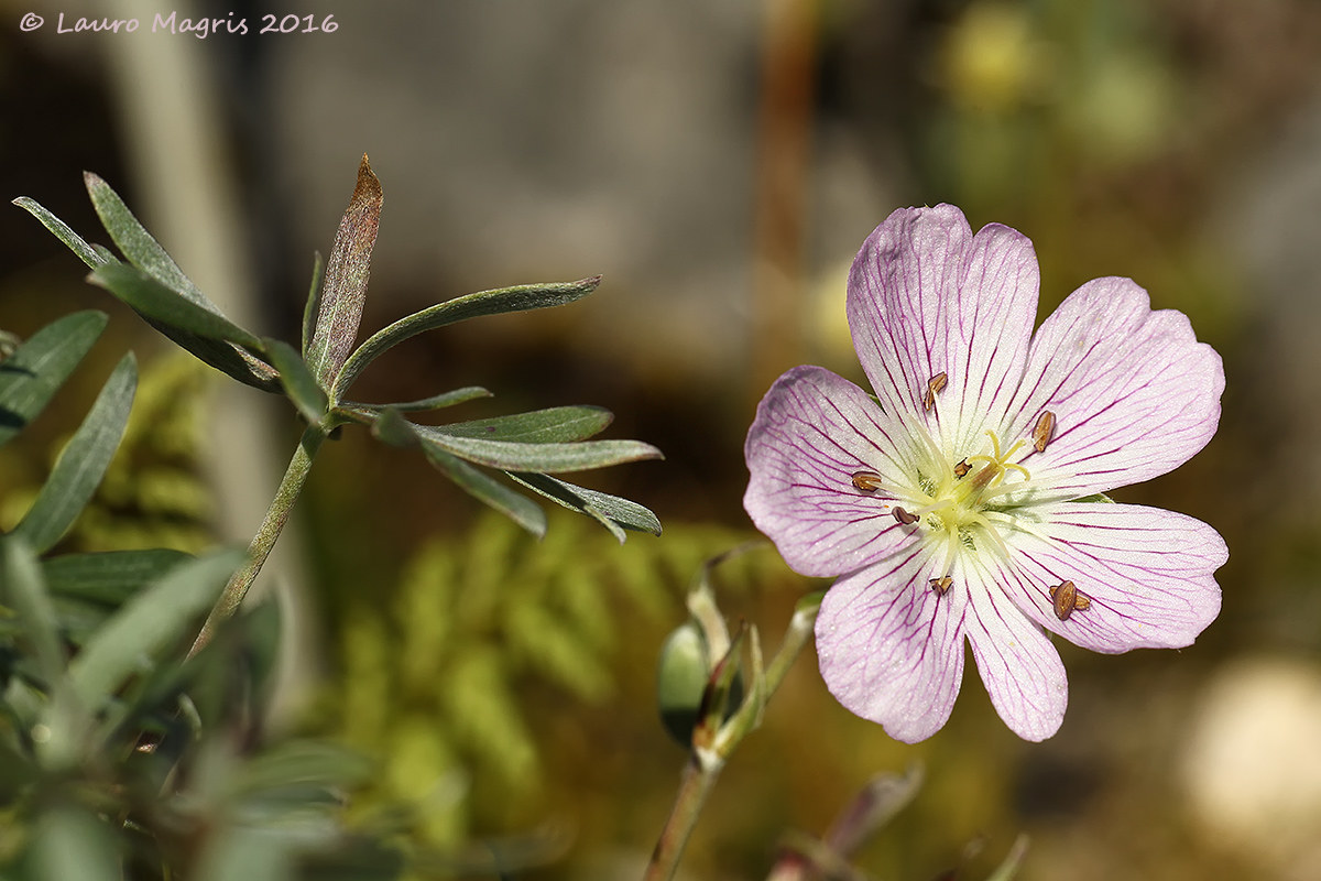geranium Argentine
