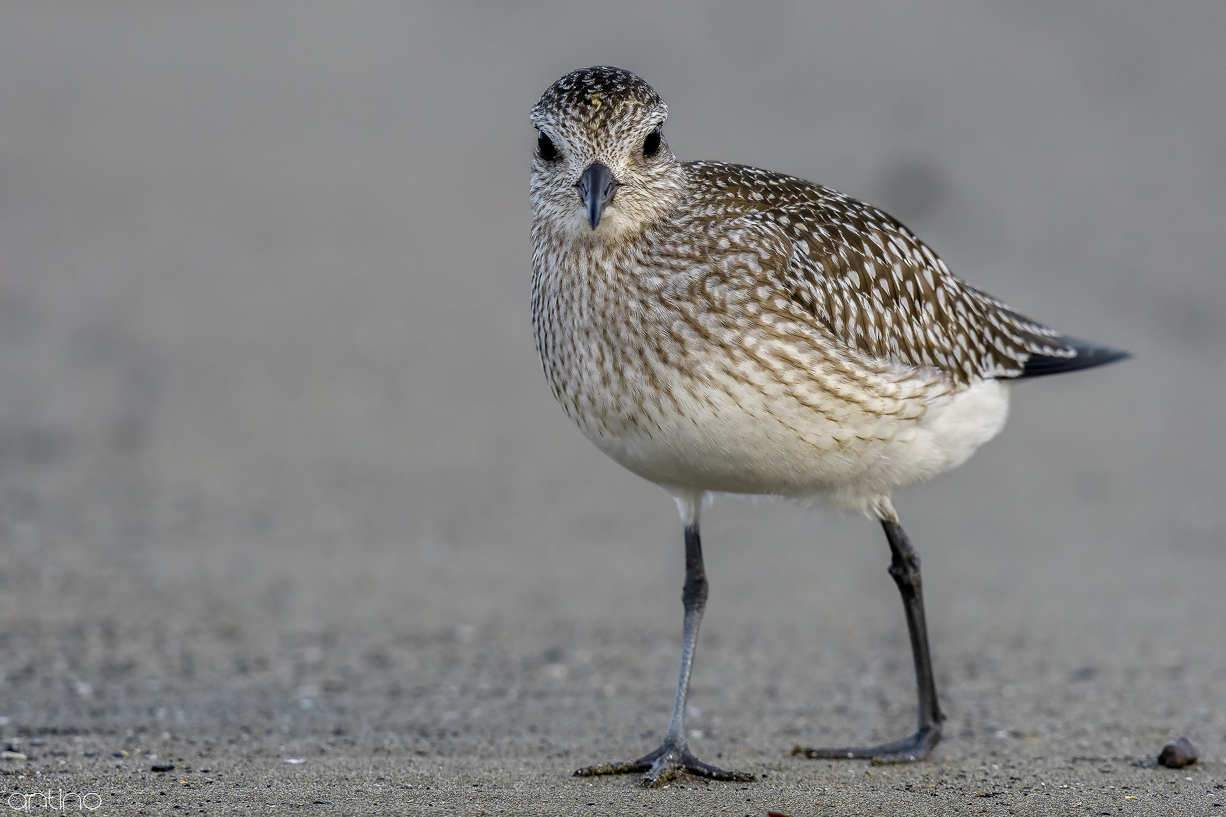 Grey Plover