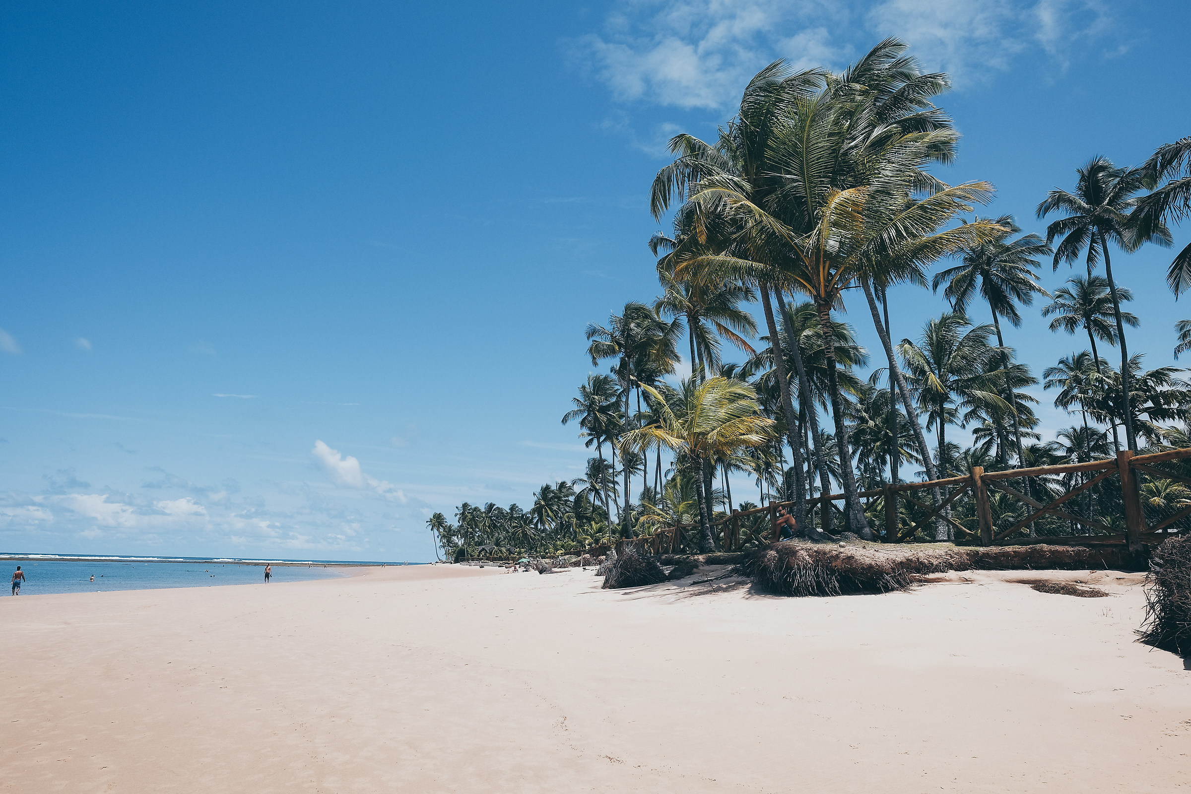 Palme, palme e palme