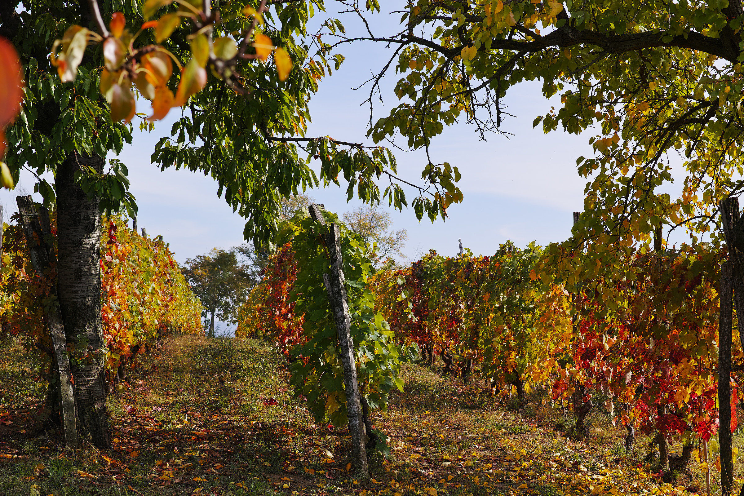 Color in the Monferrato