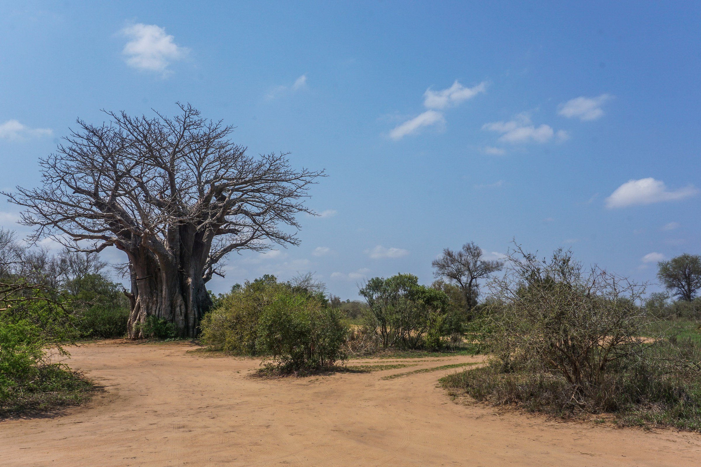 baobab in the Krugek park