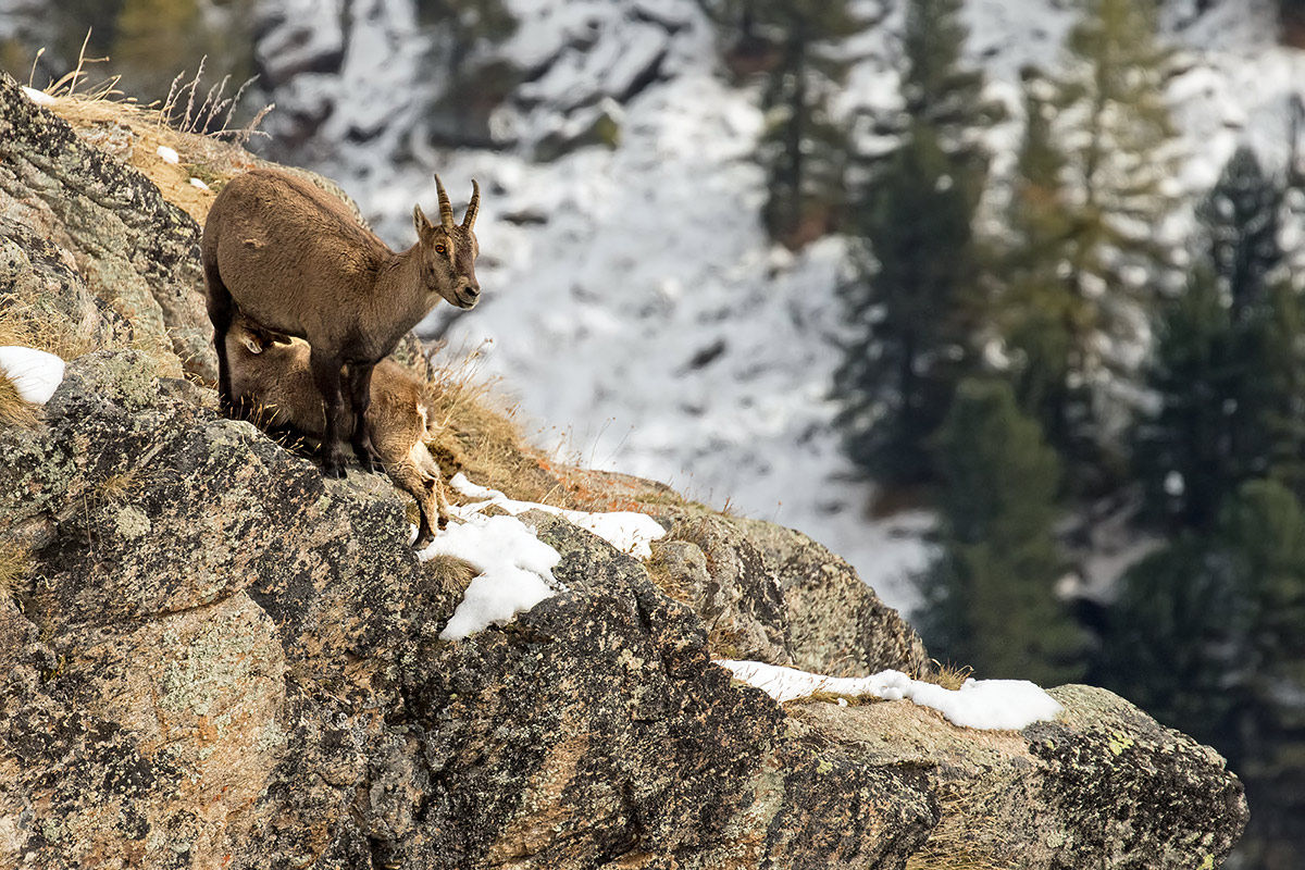prime neve e ultime poppate