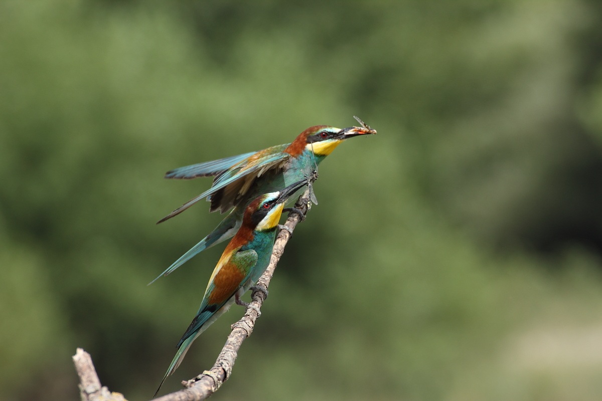 Bee-eaters
