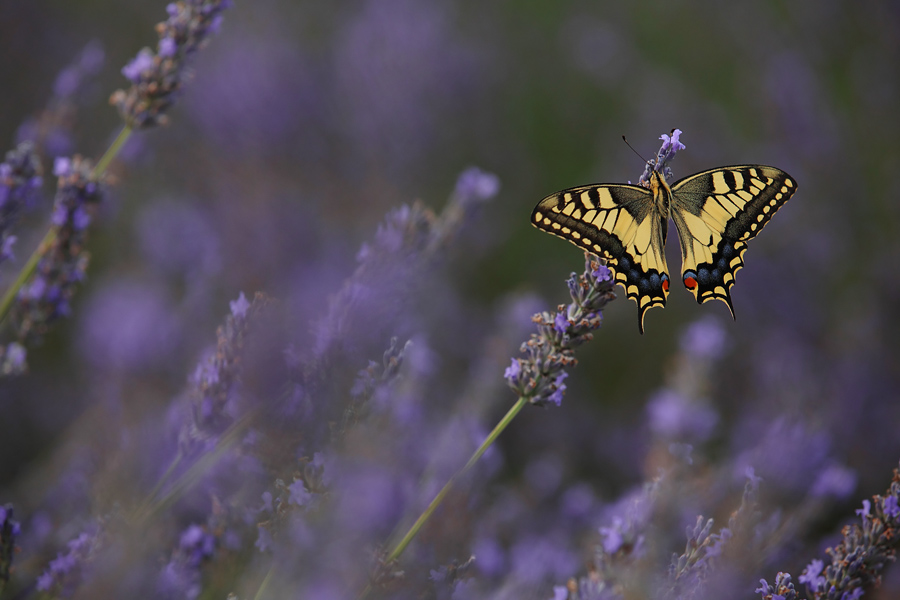 Un angelo in un campo di lavanda