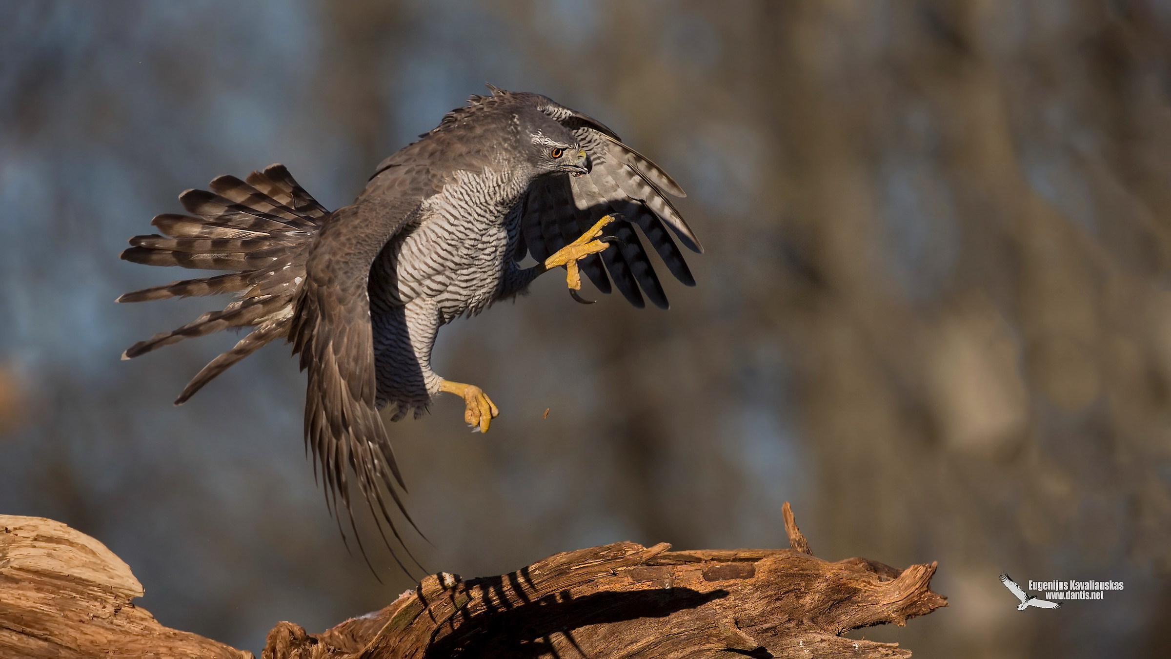Goshawk (Accipiter gentilis)