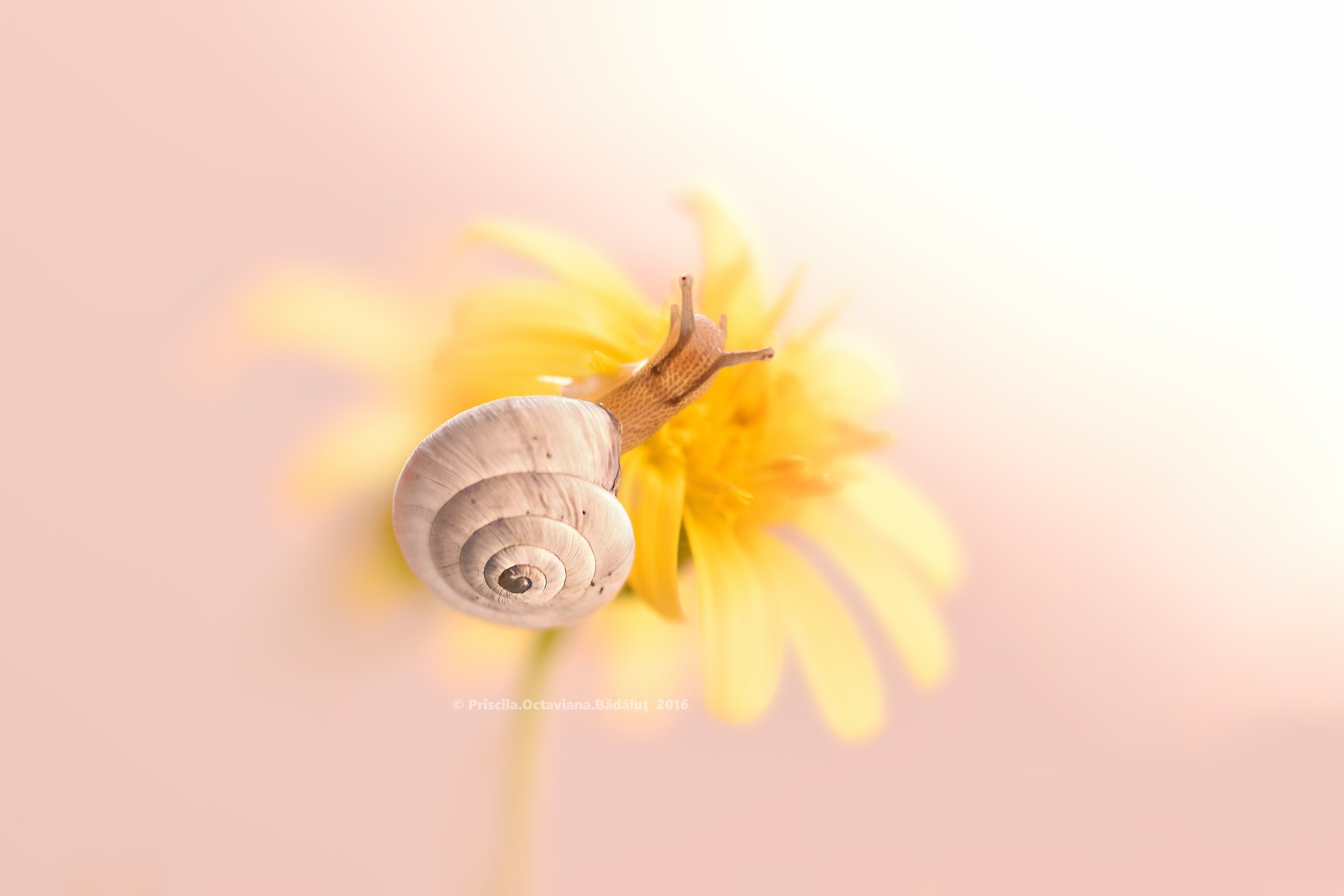 Little Miss Sunshine