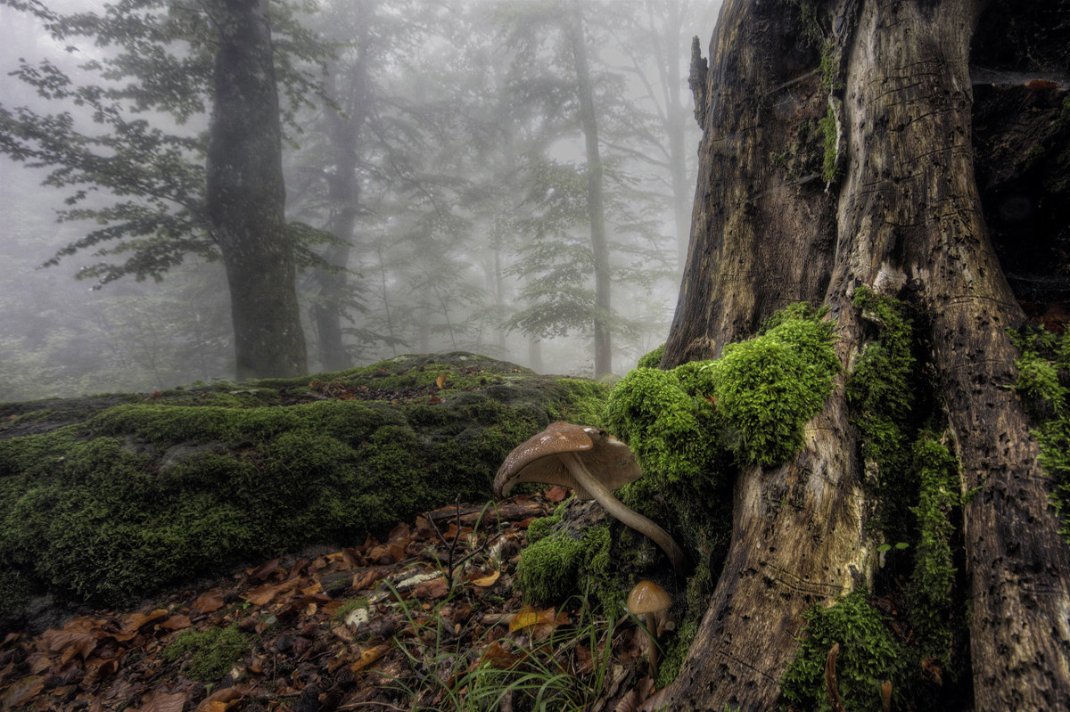 incontri nella faggeta