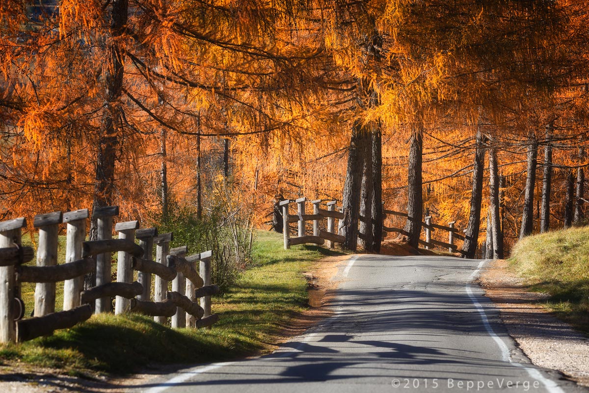 Strada tra i larici