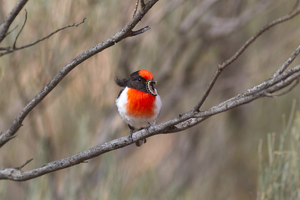 Quando te ne vai ...  torno al nido2