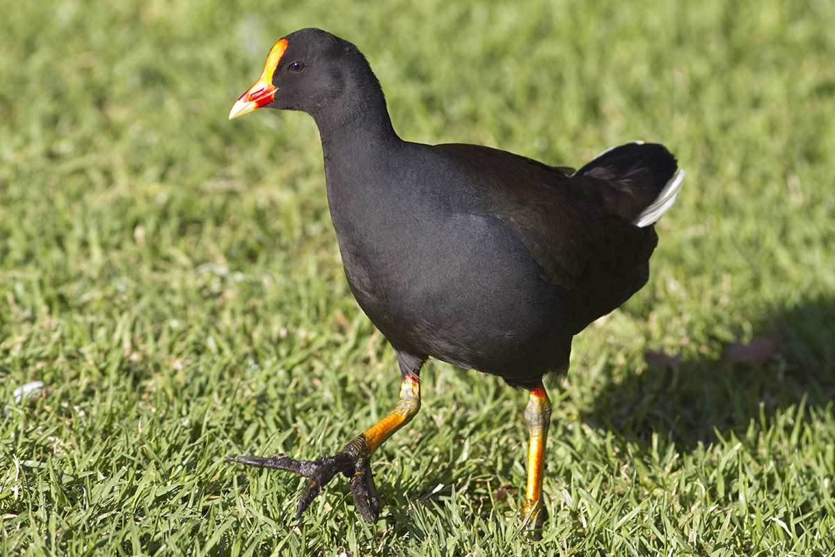 Dusky Moorhen