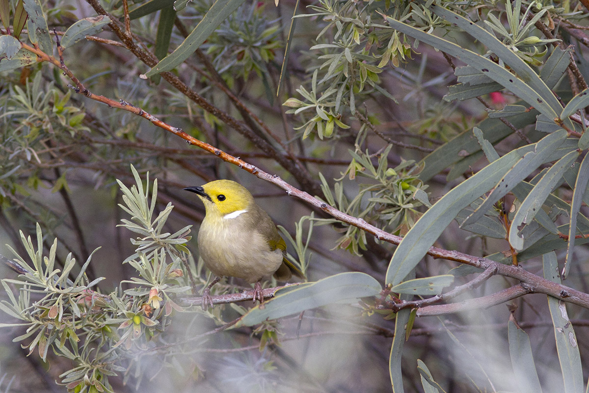 White-plumed Honeyeater
