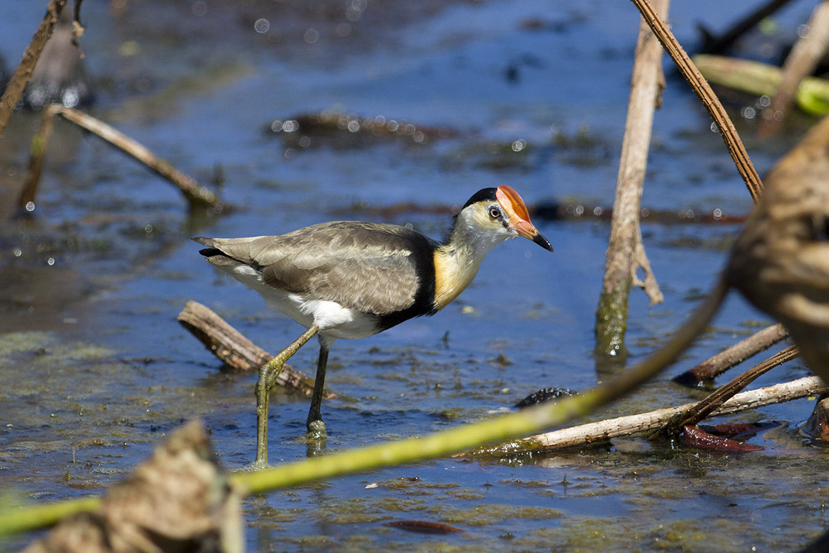 Comb-crested Jacana