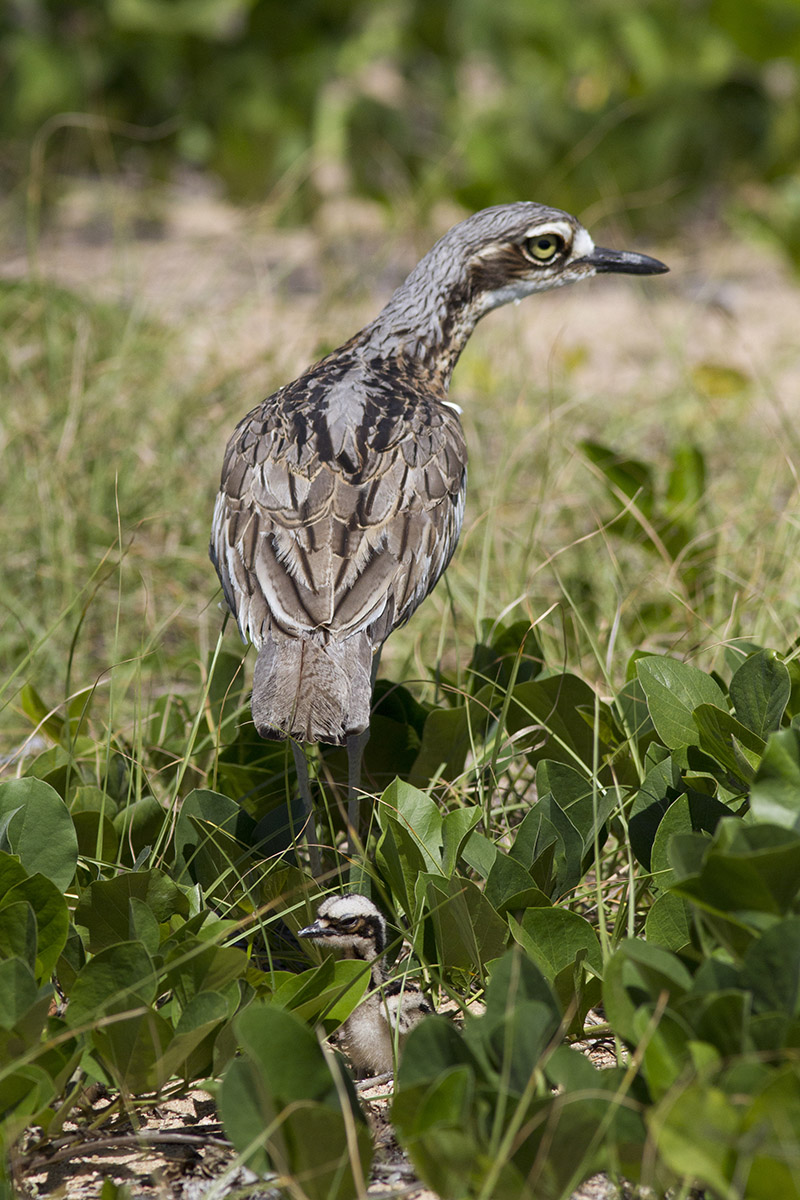 Bush Stone-curlew Nessuno mi vede... mmm