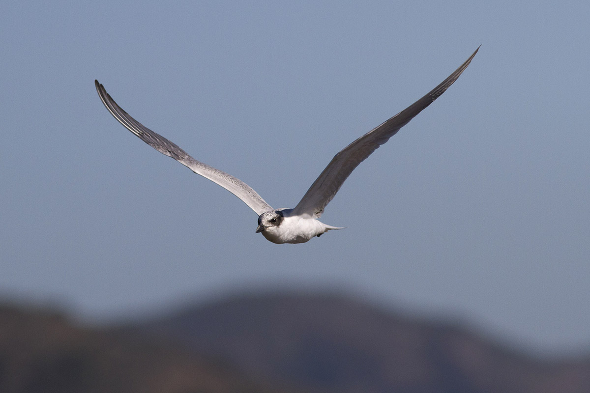 Common Tern al volo