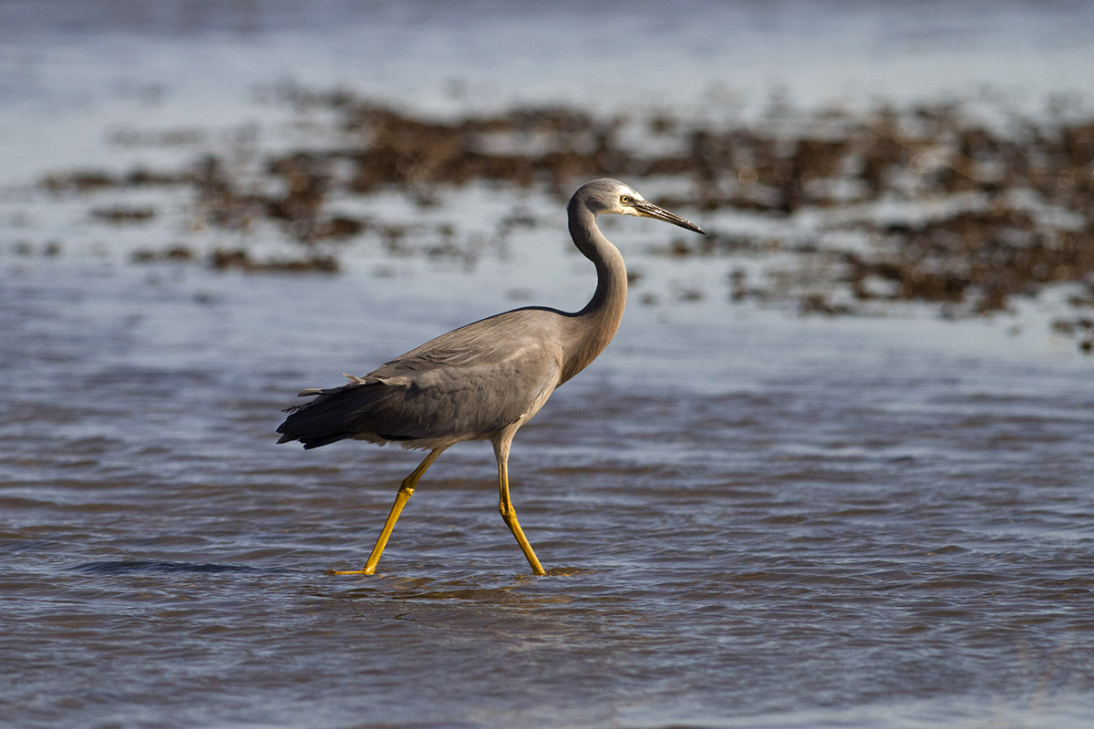Airone White-faced Heron