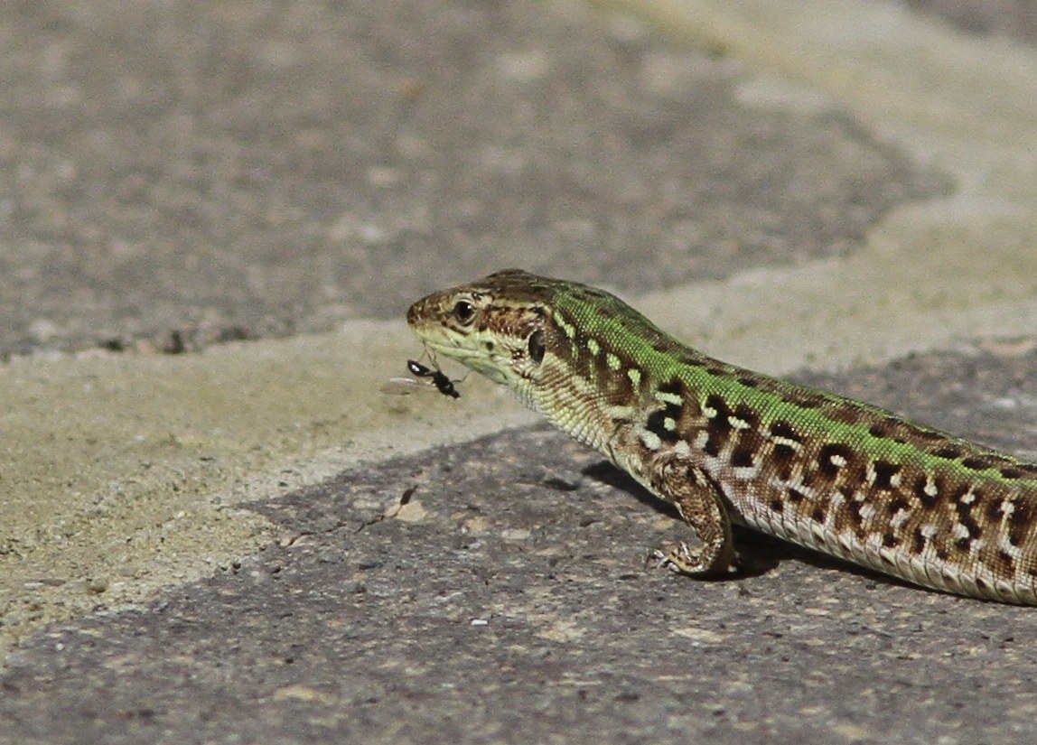 lucertola con formica