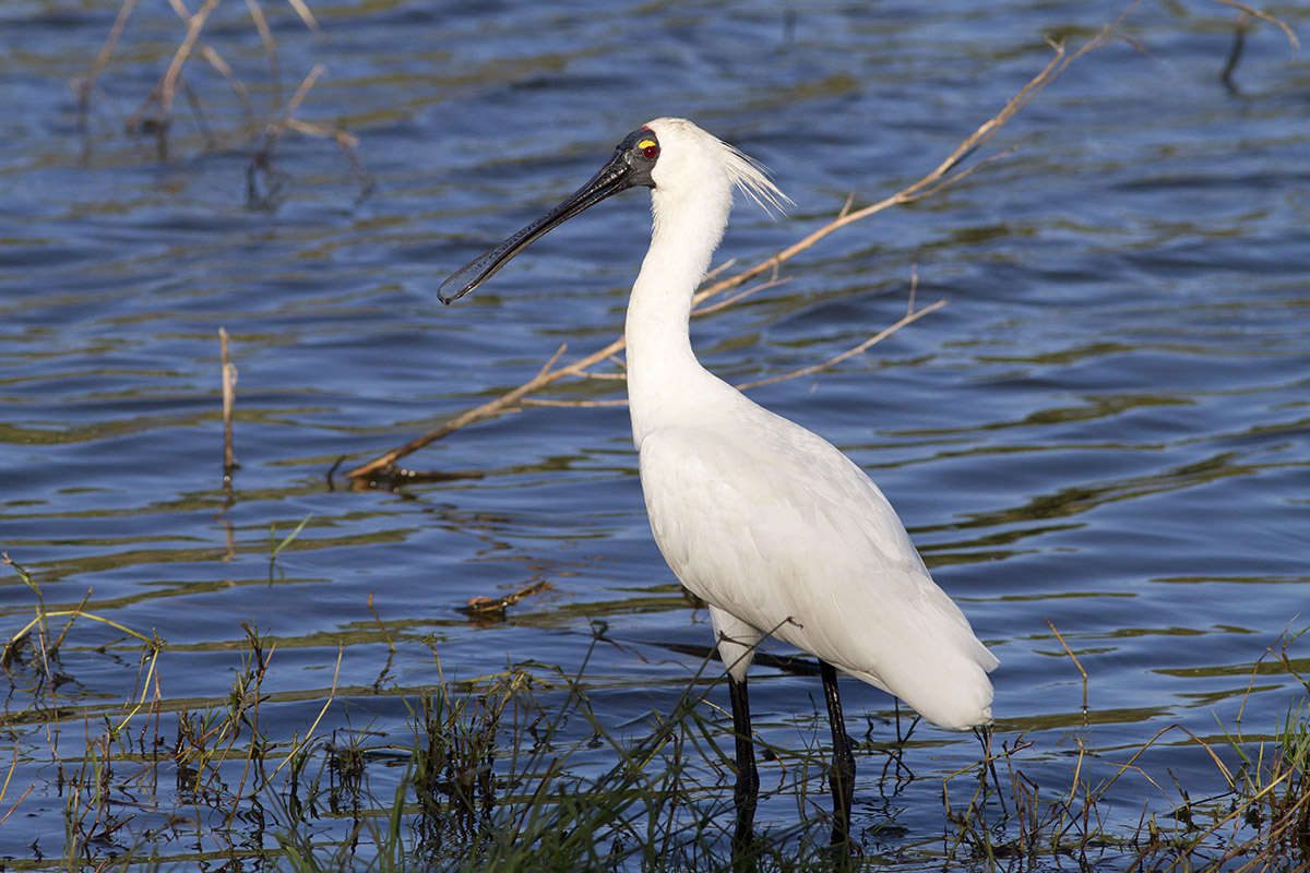 Spatola Royal Spoonbill