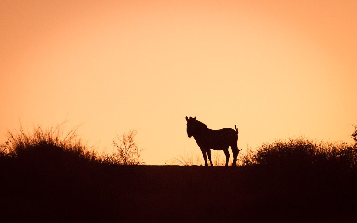 Zebra, Kalahari desert