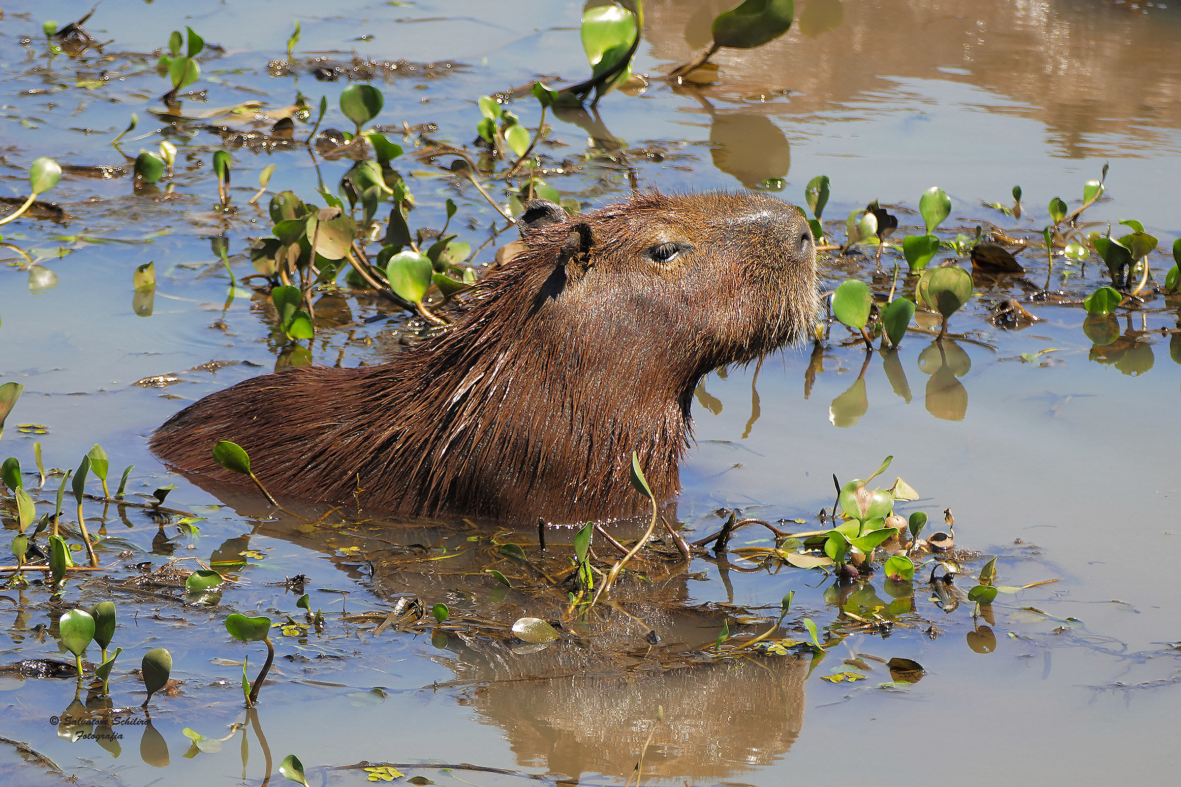 Capibara