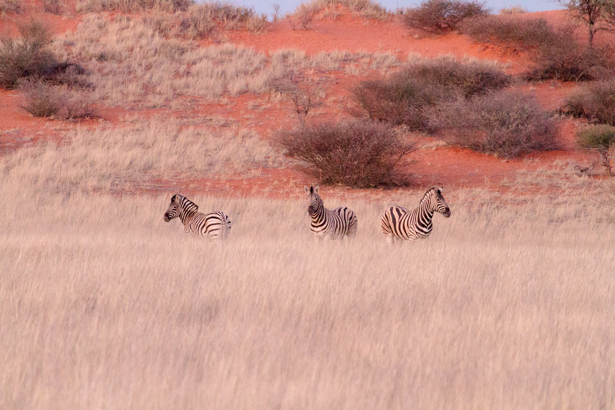 Zebras at Sunset