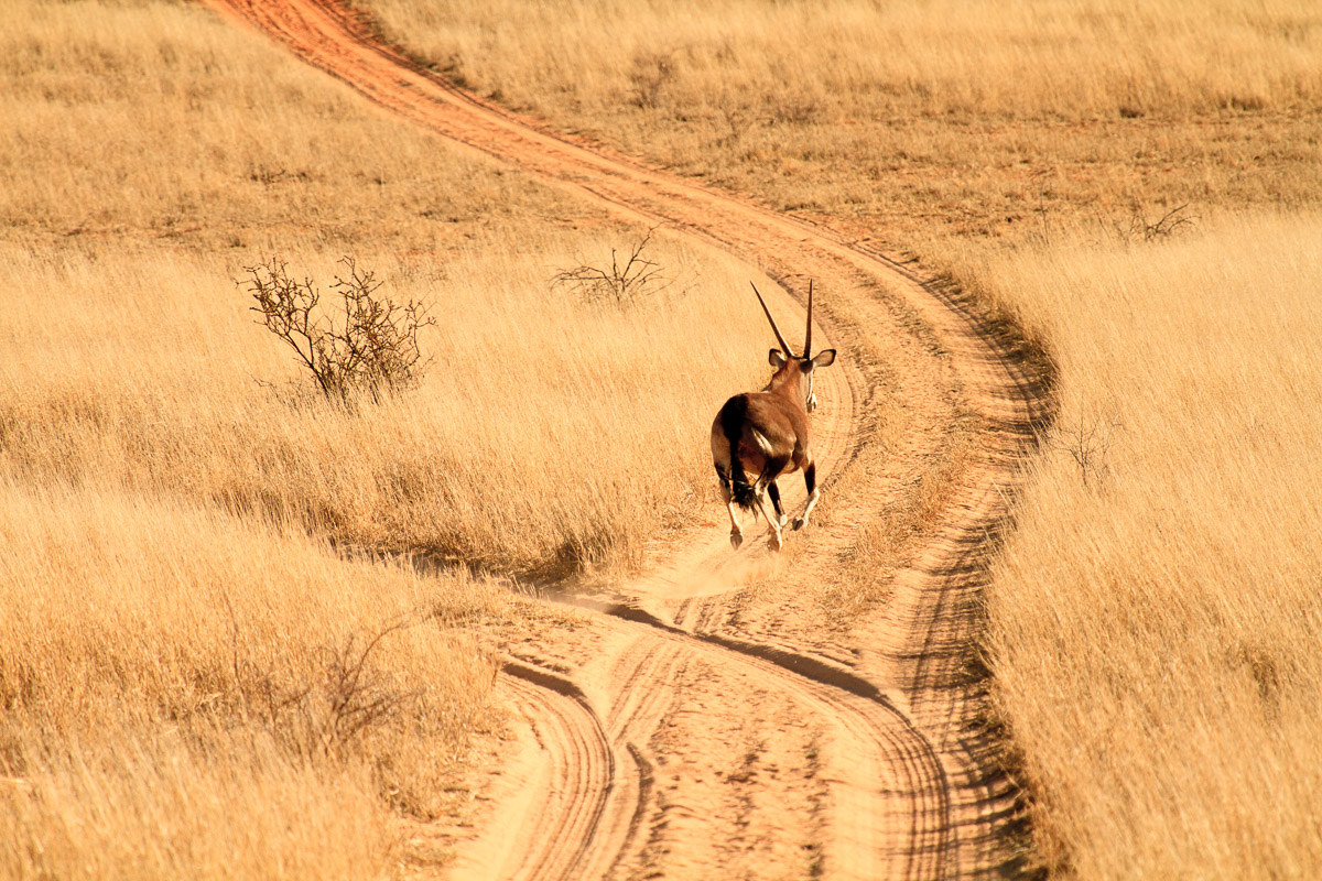 Kalahari desert