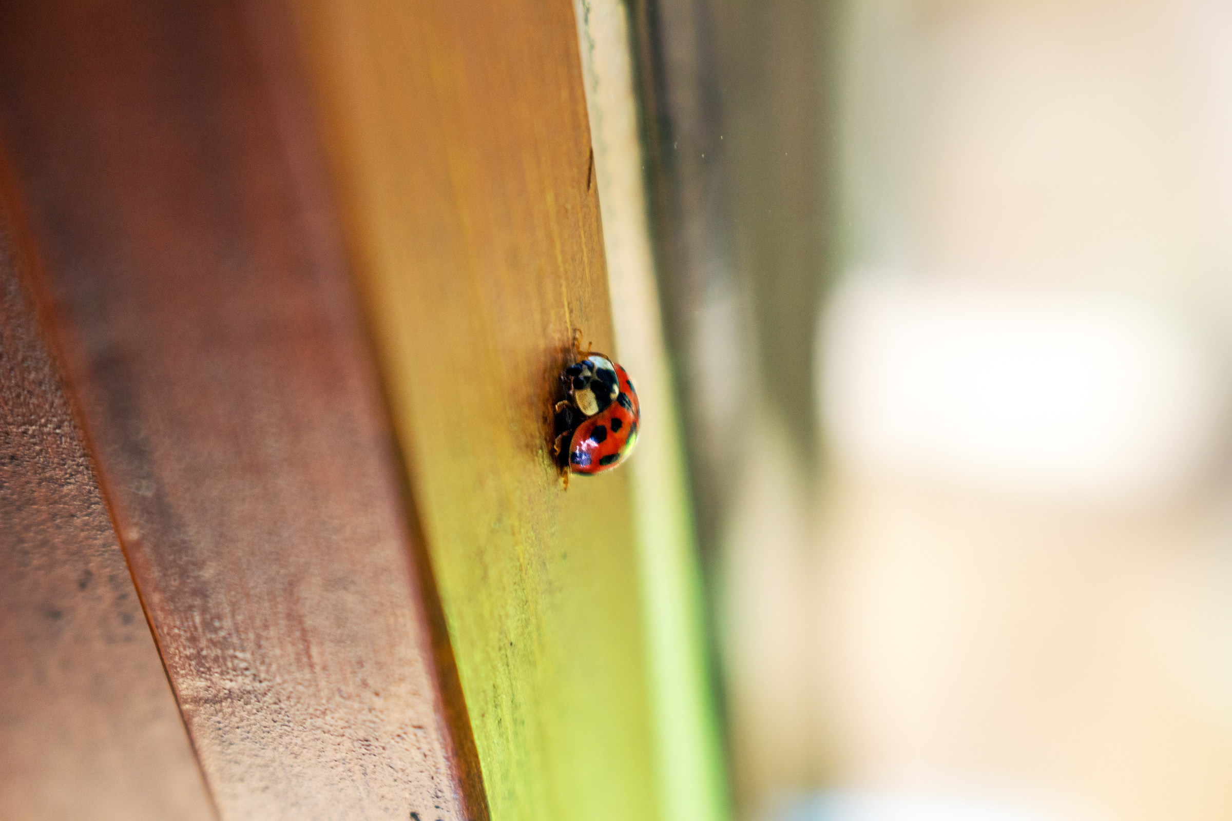 Ladybird in Autumn