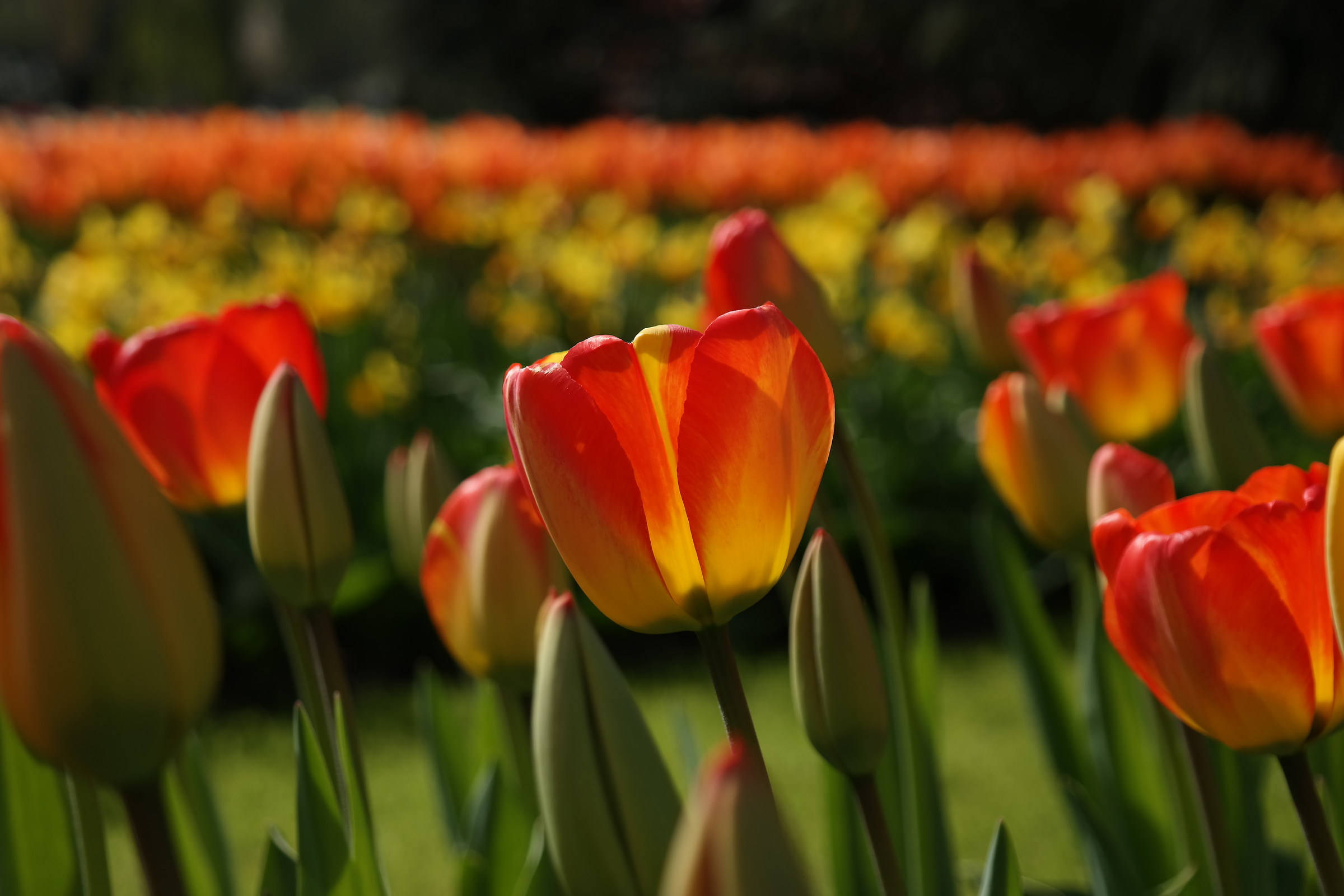 Tulips on fire