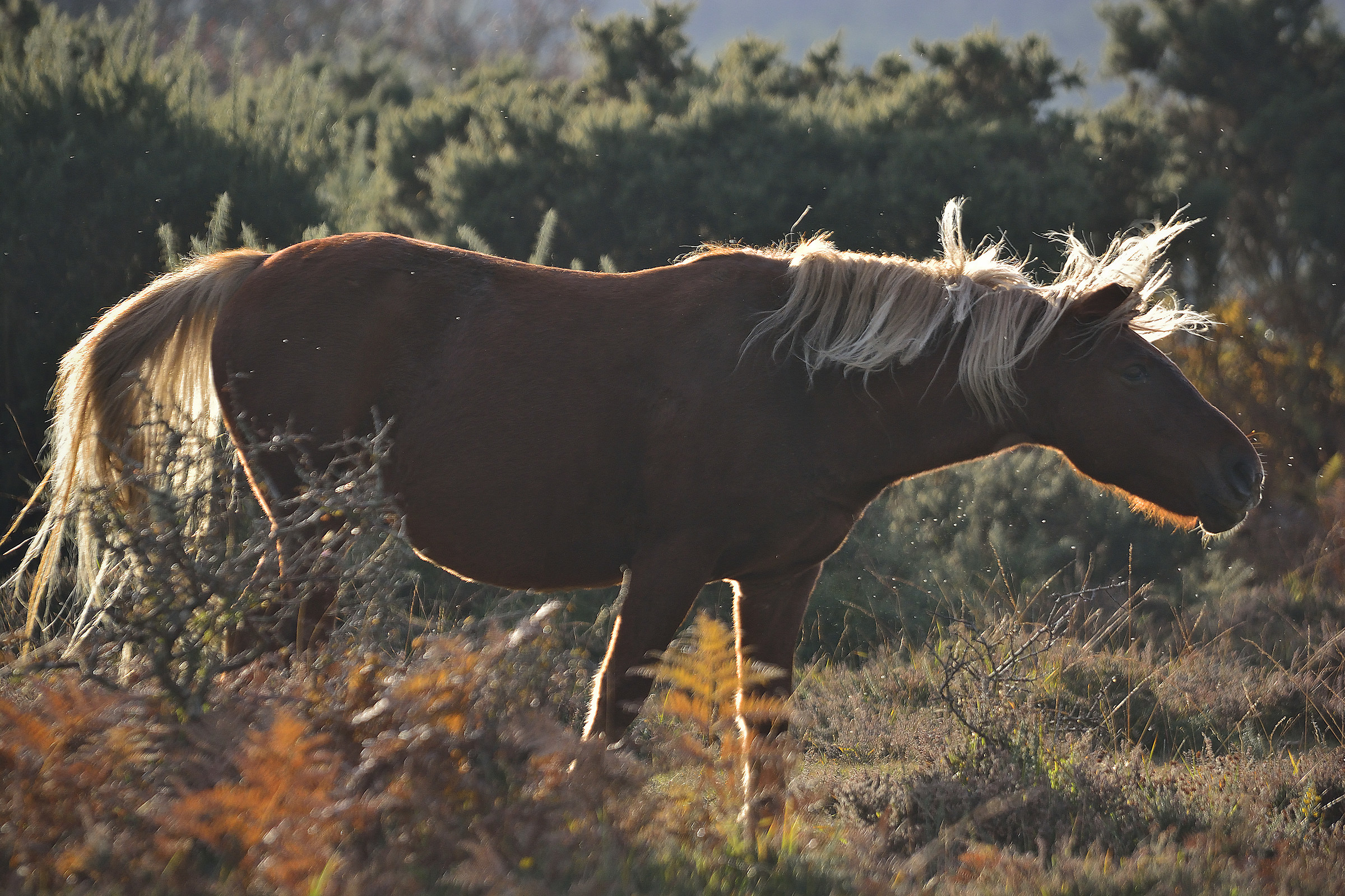 Shake Away those Nuisance Flies!