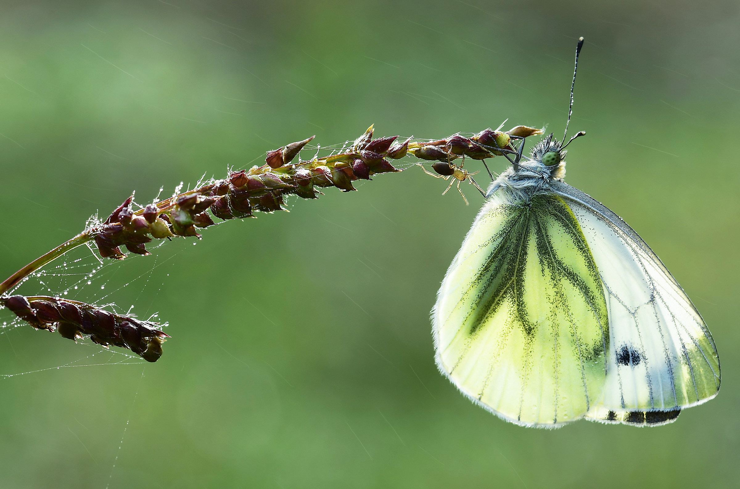 The touch of the spider