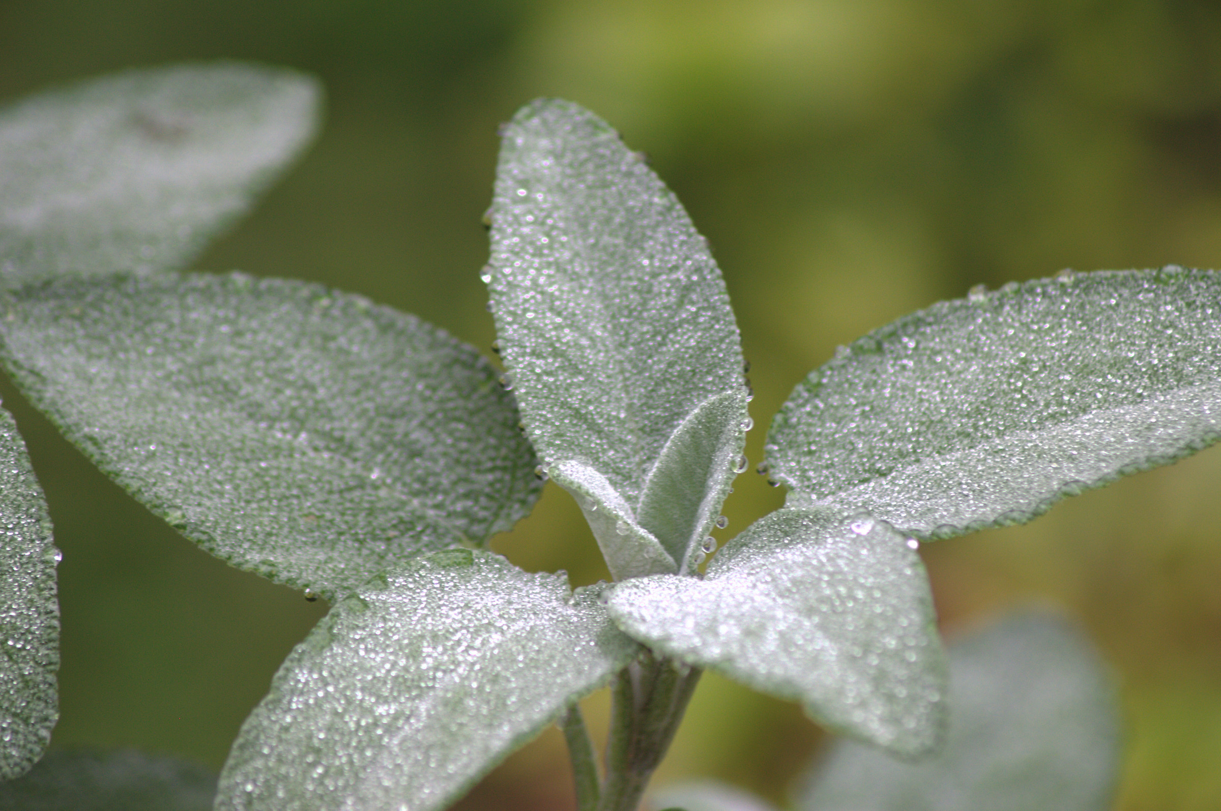 Salvia e nebbia