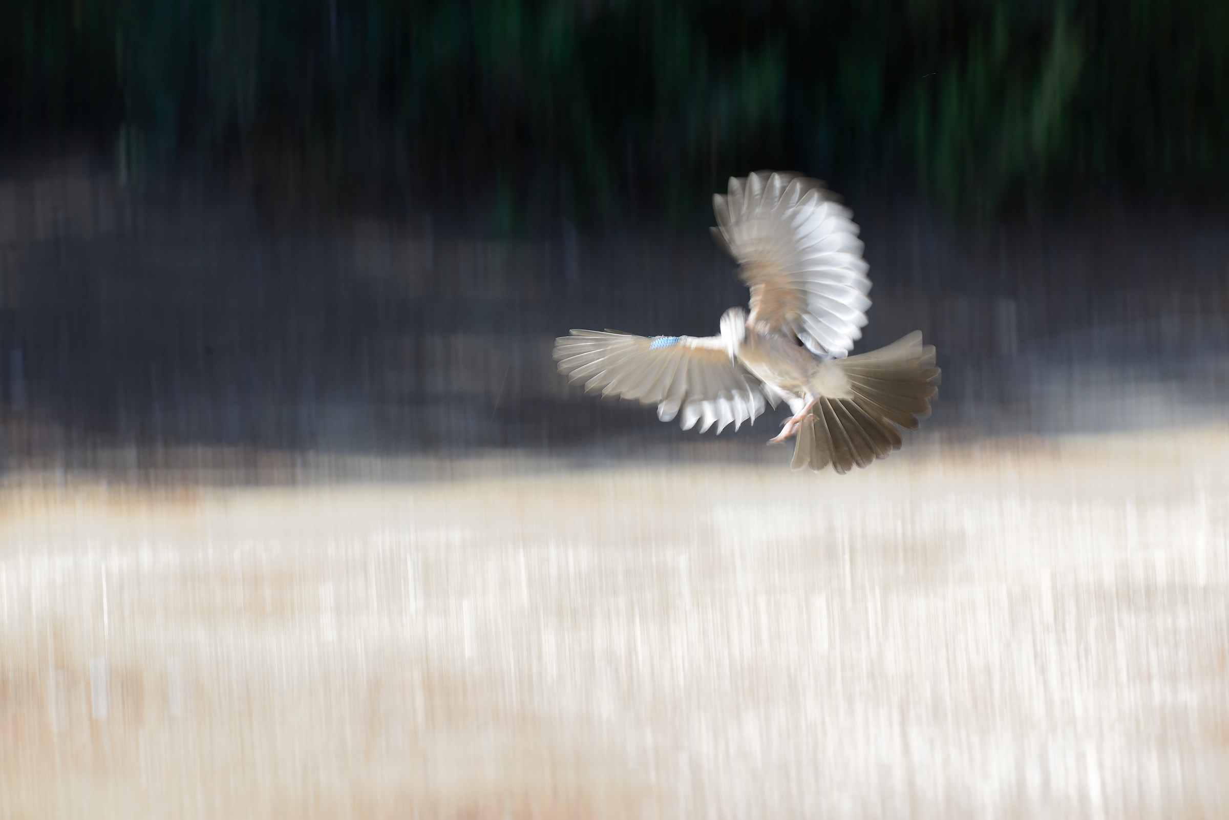 L'atterraggio della ghiandaia