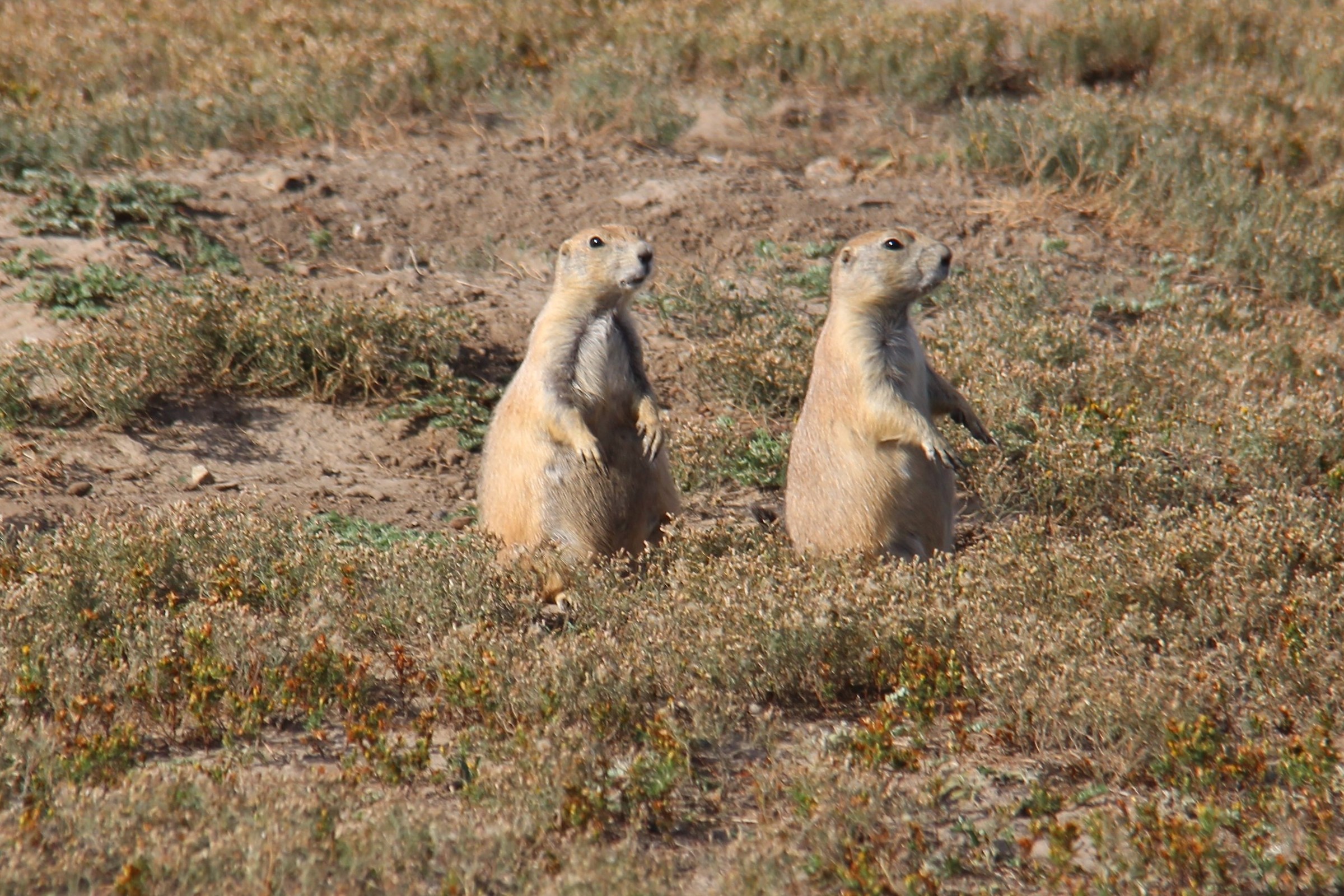 Badlands cani della prateria