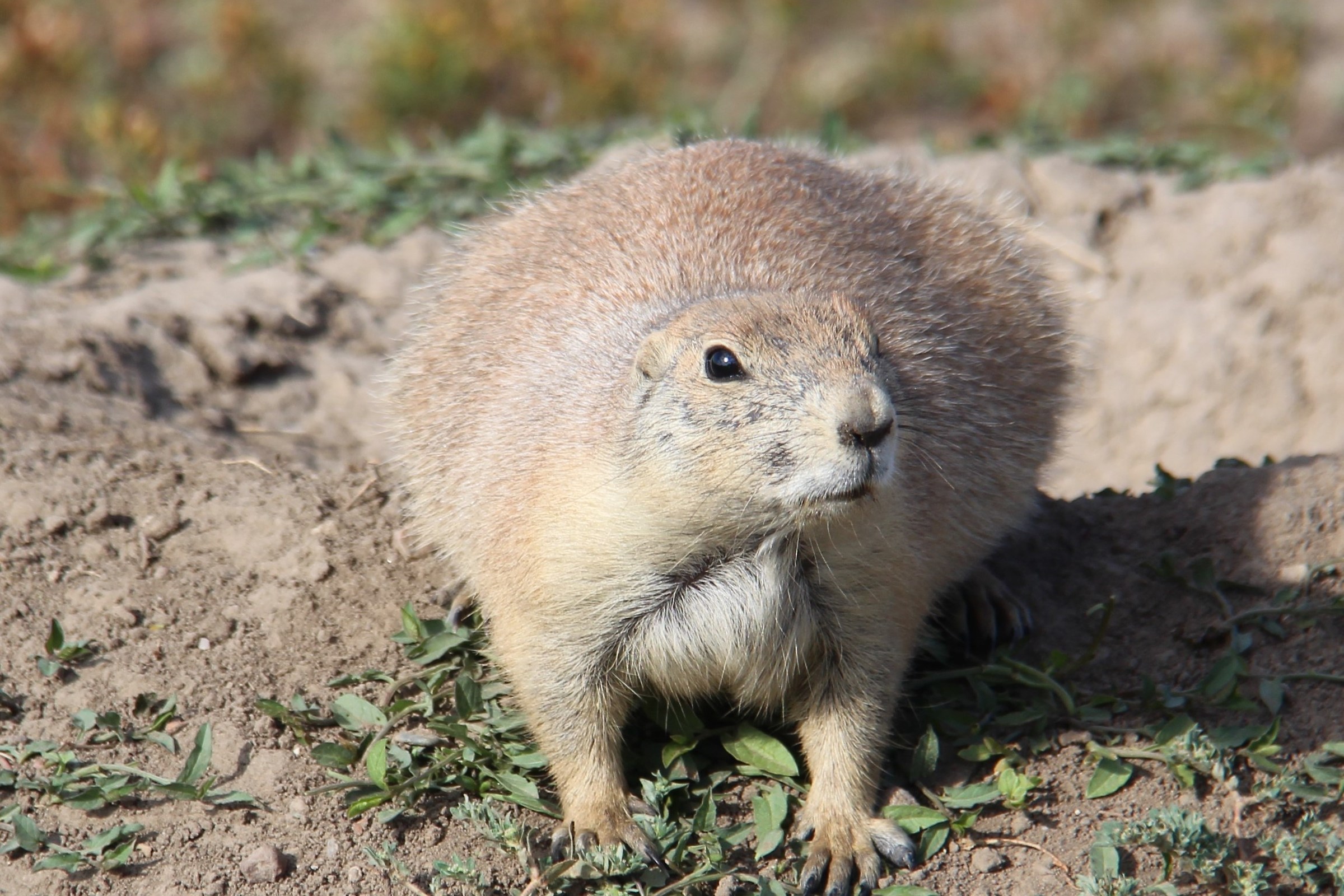 Badlands cane della prateria